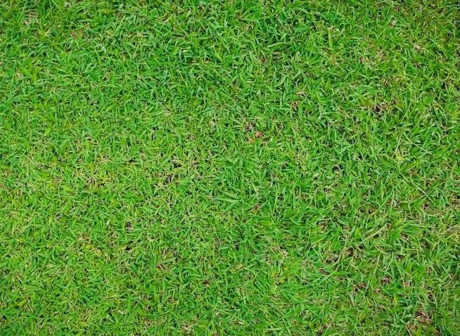 A Close-Up View of A Lush, Vibrant Green Grass Lawn — Ballina Turf Farm in Woodburn, NSW