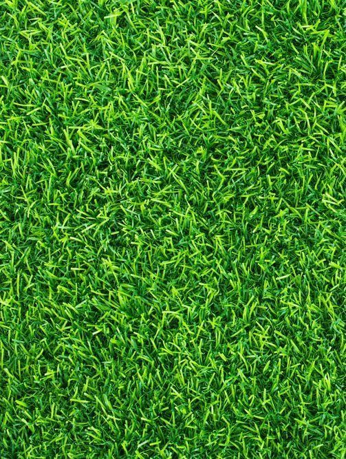 Close Up, Top Down View of A Dense, Vibrant Green Grass Texture — Ballina Turf Farm in Kingscliff, NSW