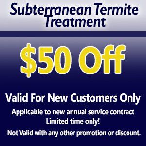 termite-treatment