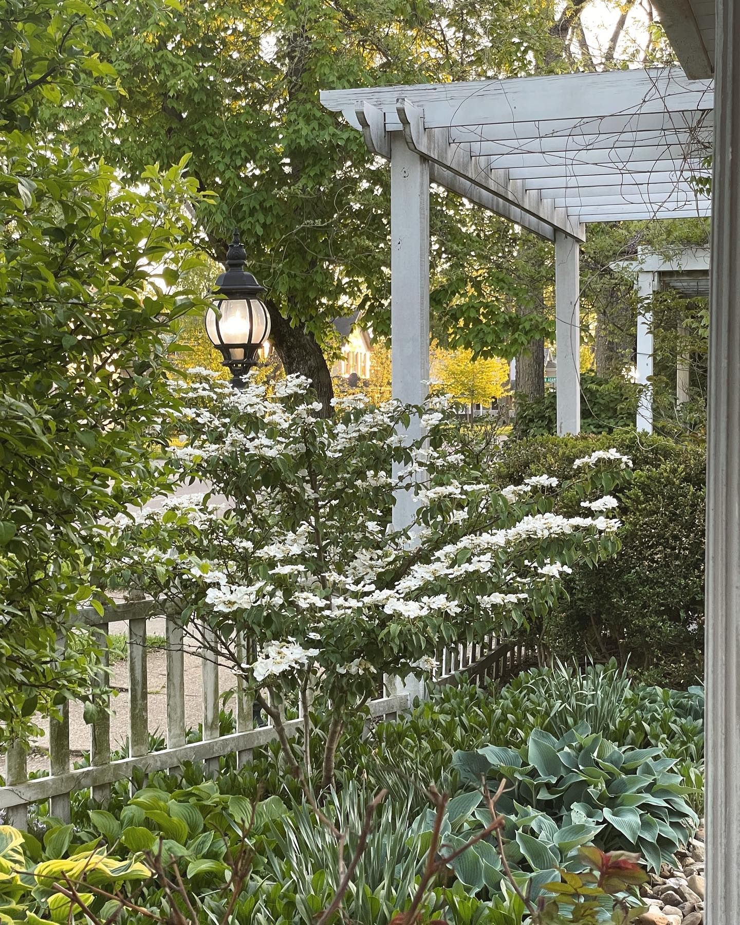 Lush garden with white blooms, wooden fence, pergola, and hanging lamp in front of a house.