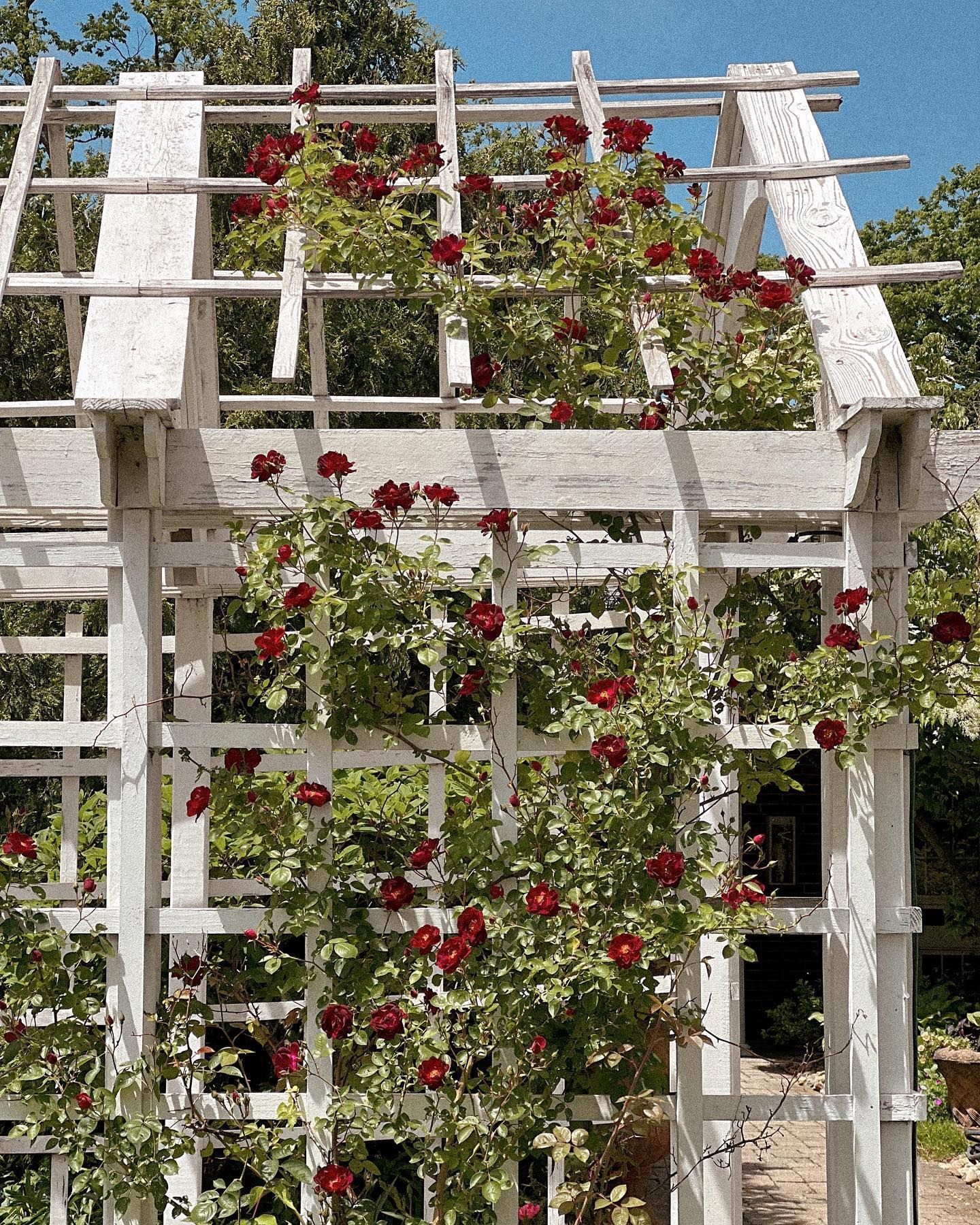 White trellis covered in red roses in a garden setting.
