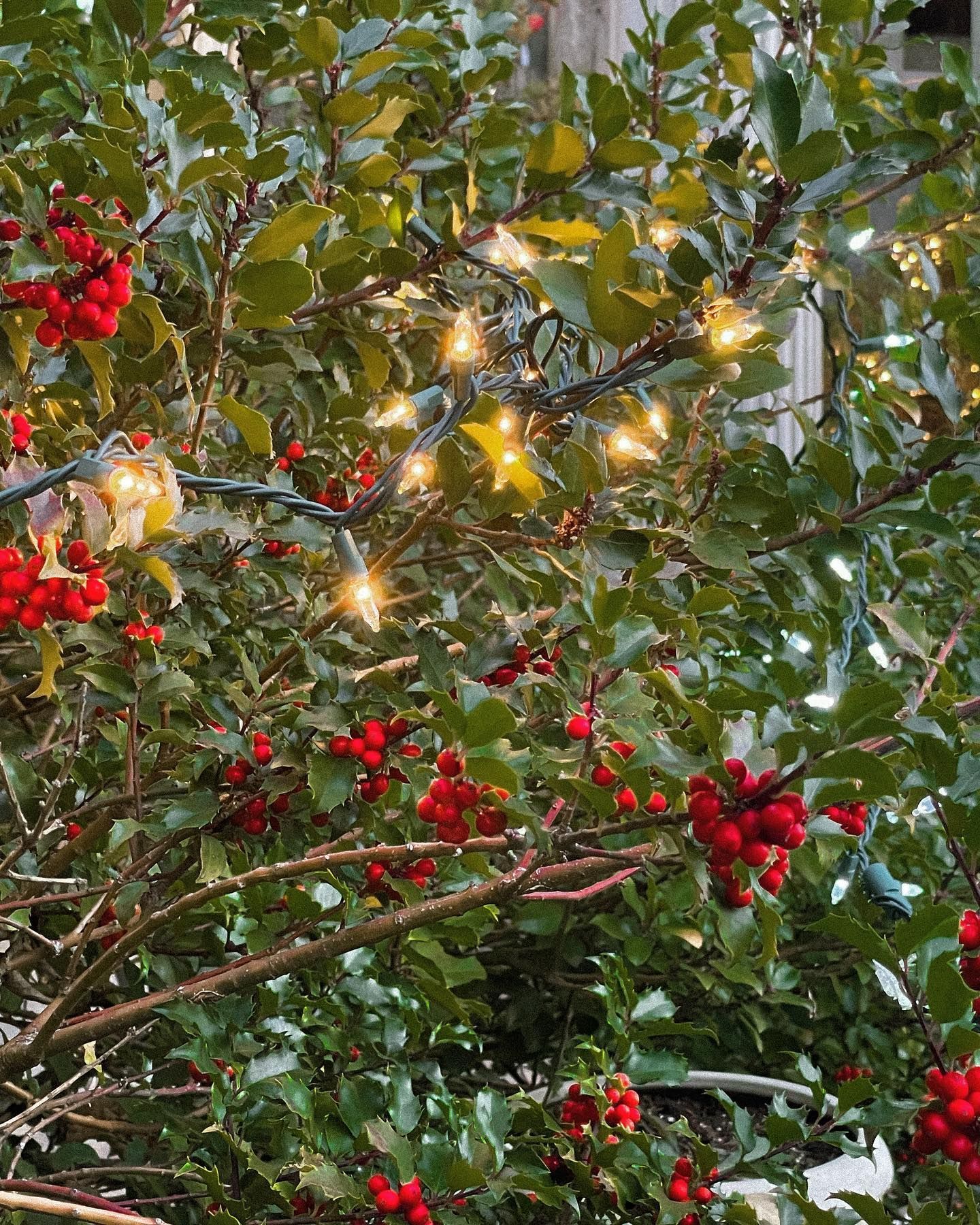 Holly bush with red berries and twinkling lights.