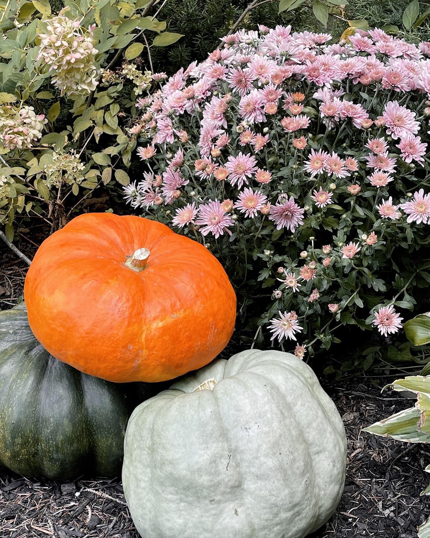 Pumpkins in shades of orange and green, with pink mums, in an outdoor setting.