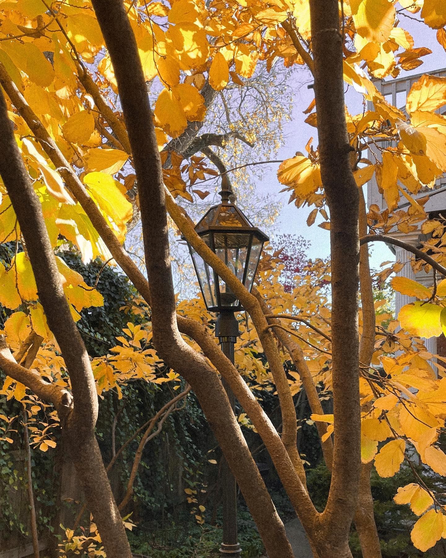 Yellow leaves frame a vintage street lamp against a light blue sky.