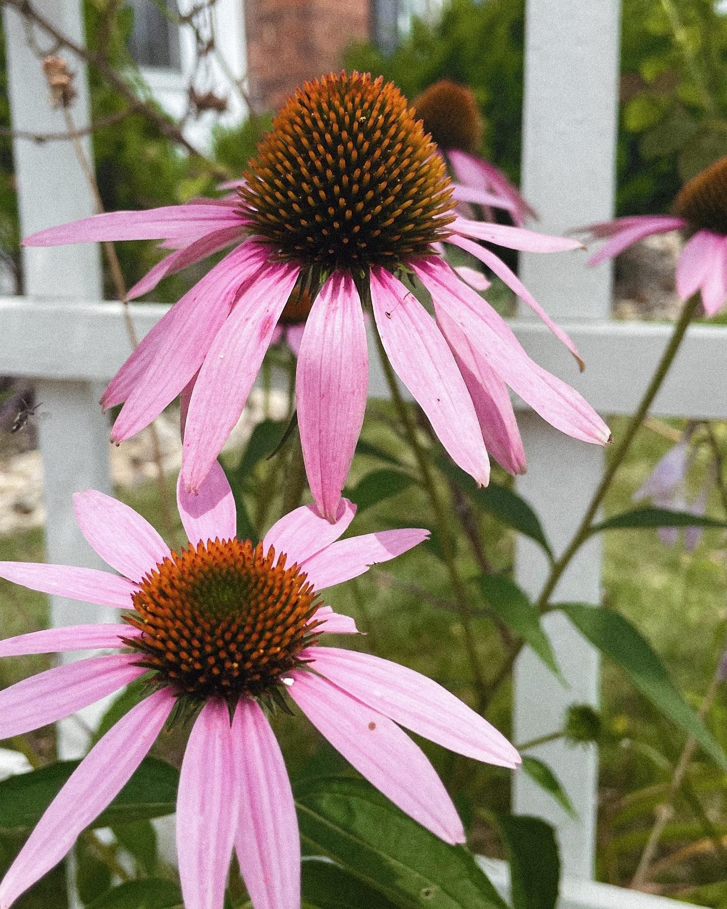 Pink coneflowers with orange centers bloom near a white picket fence.