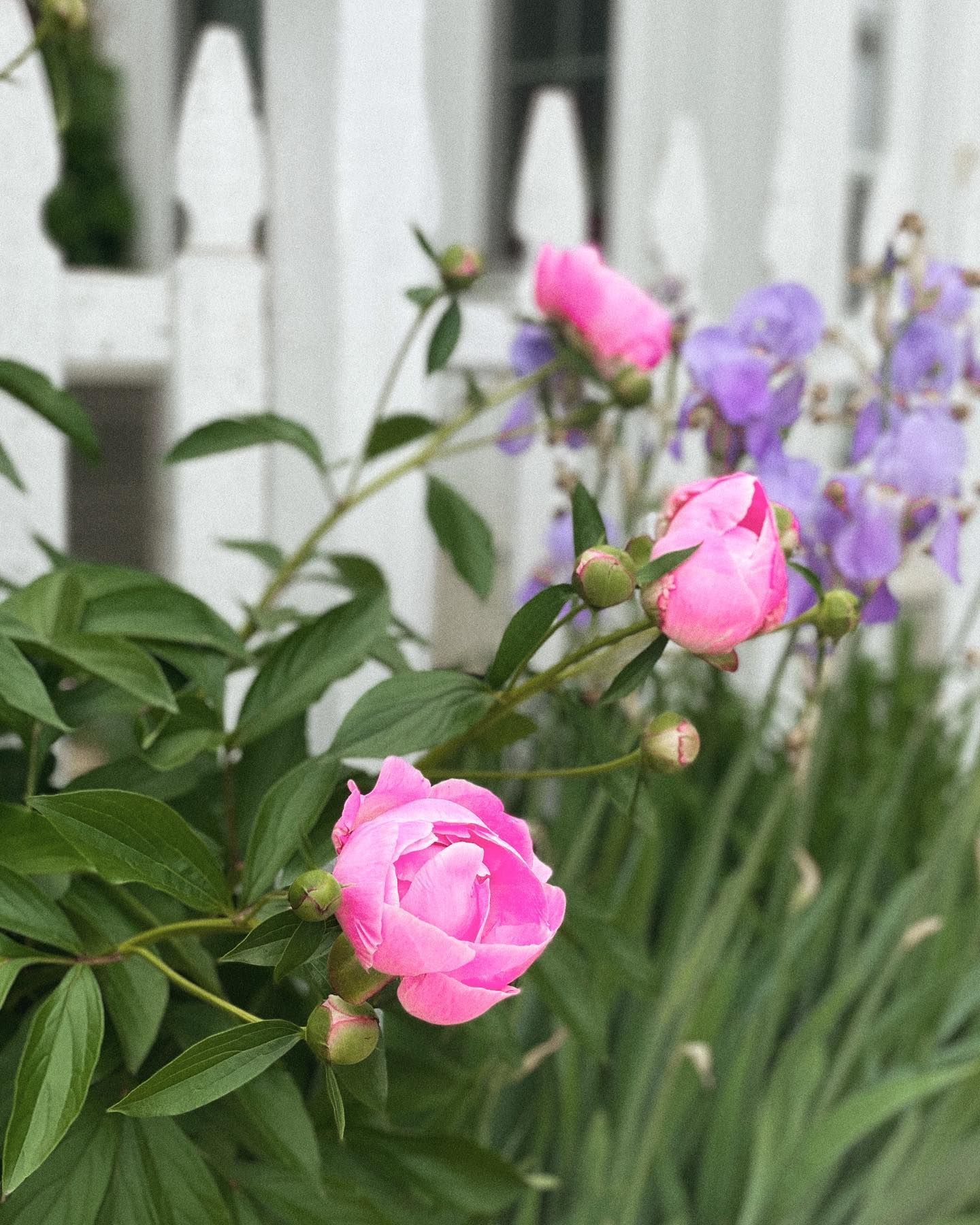 Pink peony blossoms in front of a white picket fence, with purple flowers and green foliage.
