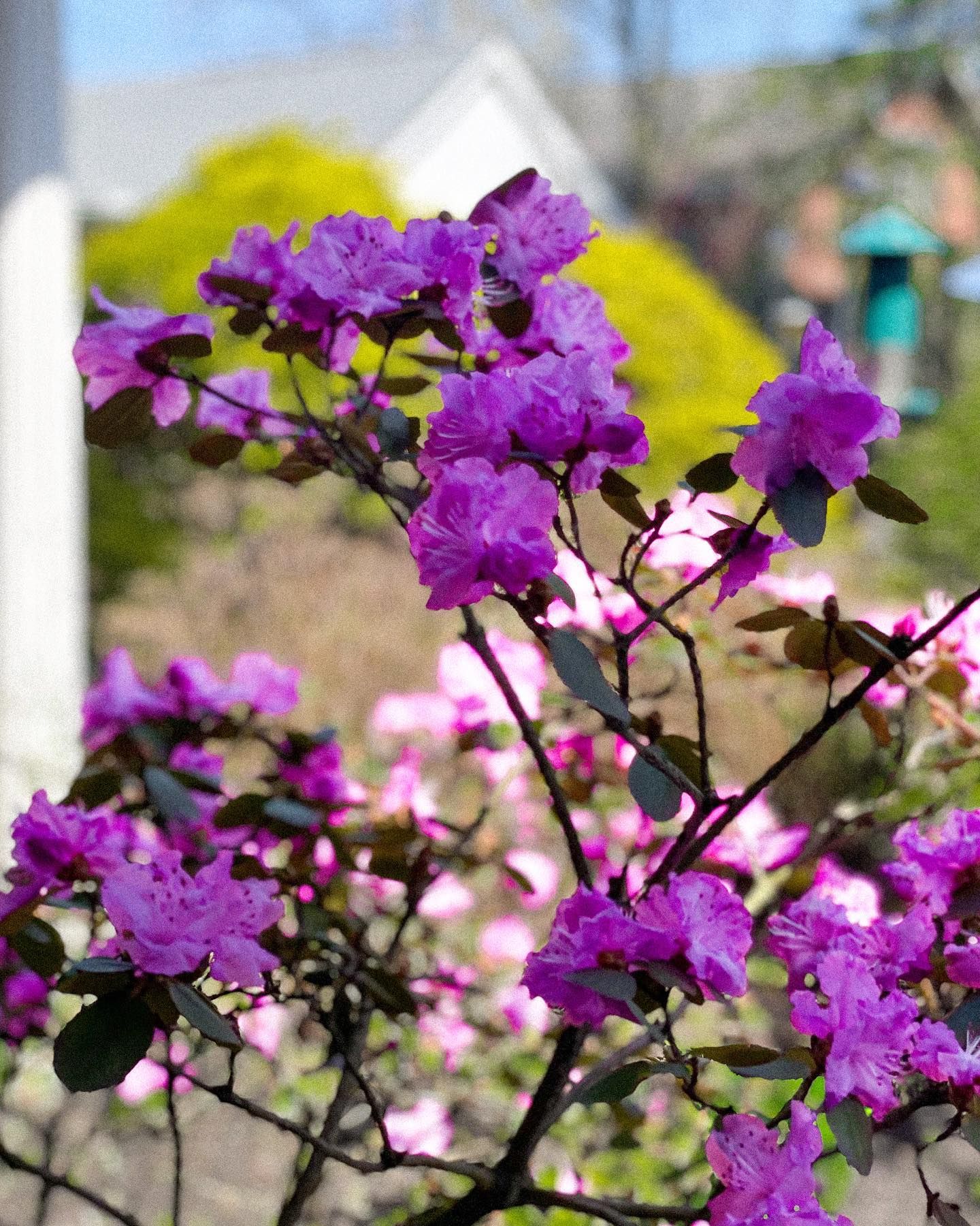 Purple rhododendron flowers blooming in a garden with other flowers and a bird feeder.