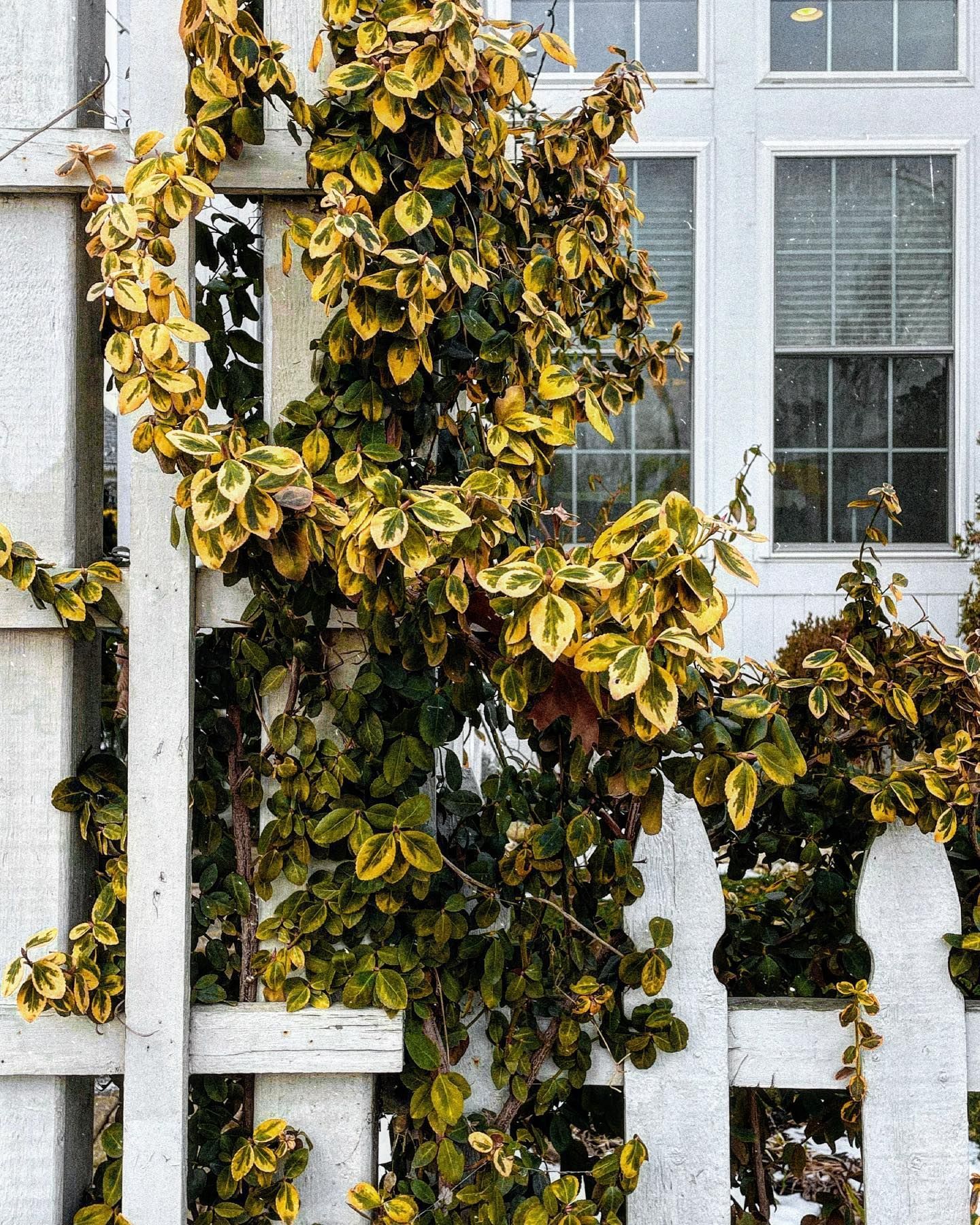 Variegated ivy climbs a white picket fence in front of a white building with windows.