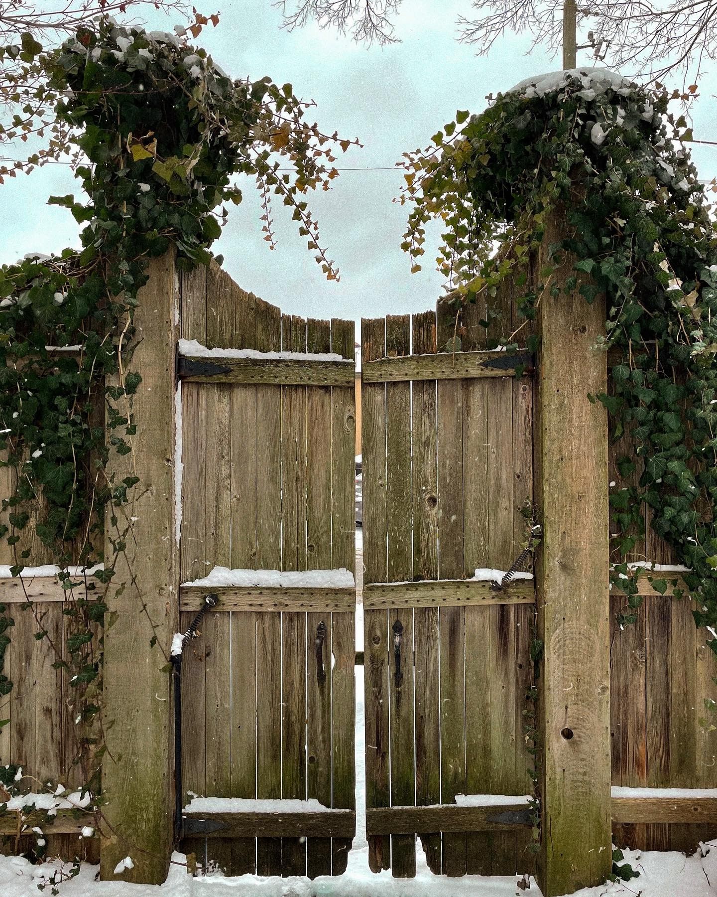 Wooden gate covered in vines, partially snow-covered, overcast sky.
