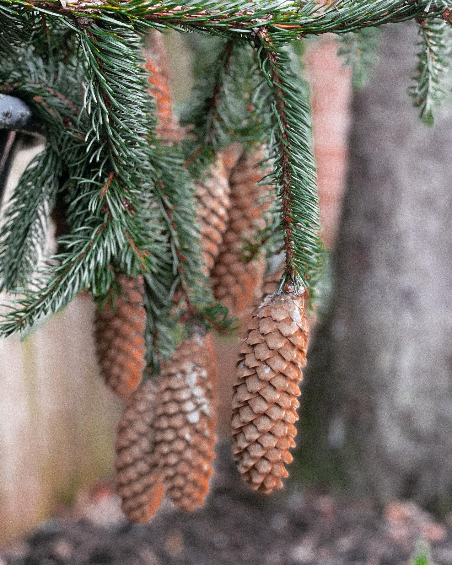 Fir tree branch with multiple brown, oblong pine cones hanging downwards; green needles.