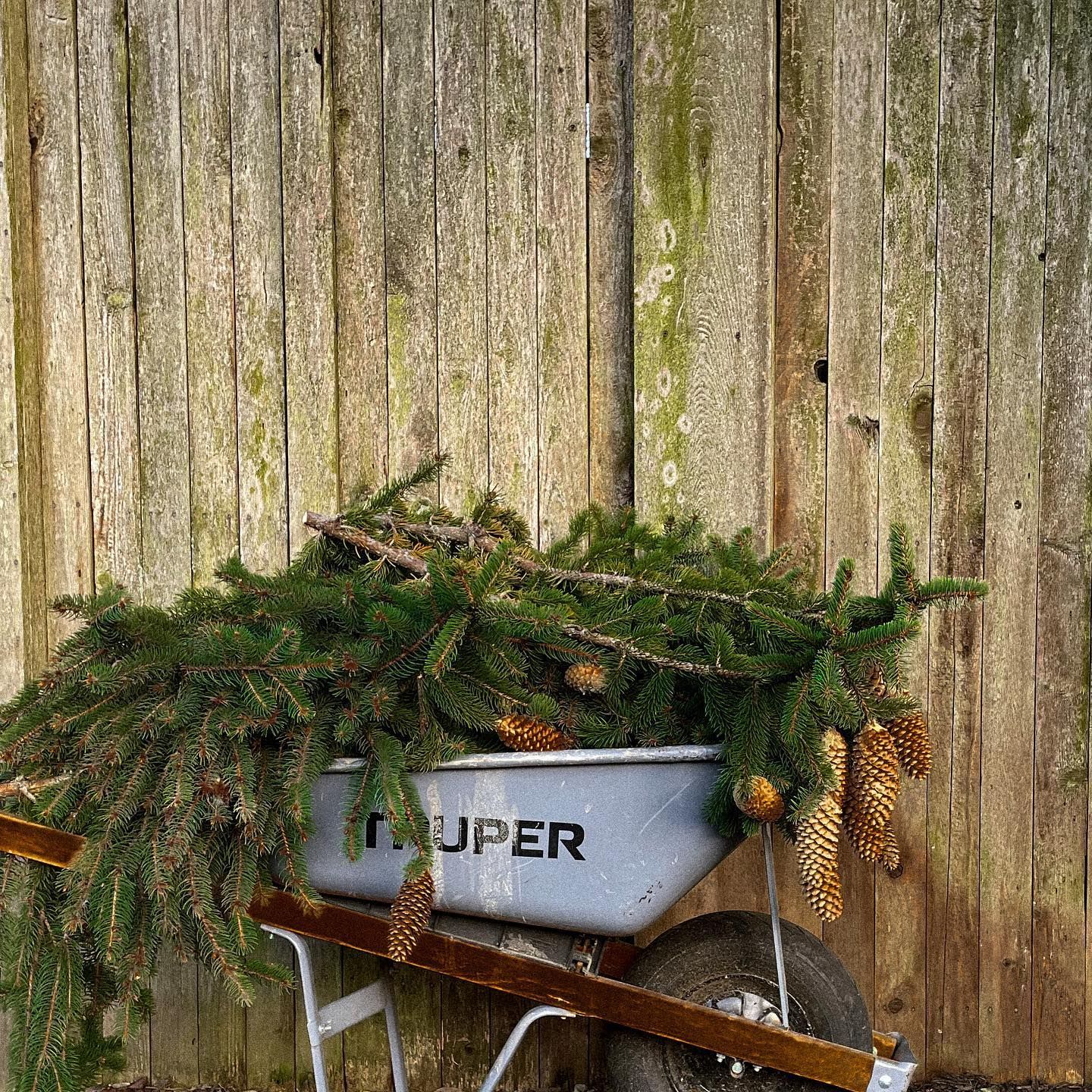 Wheelbarrow filled with evergreen branches and pine cones in front of a weathered wooden fence.