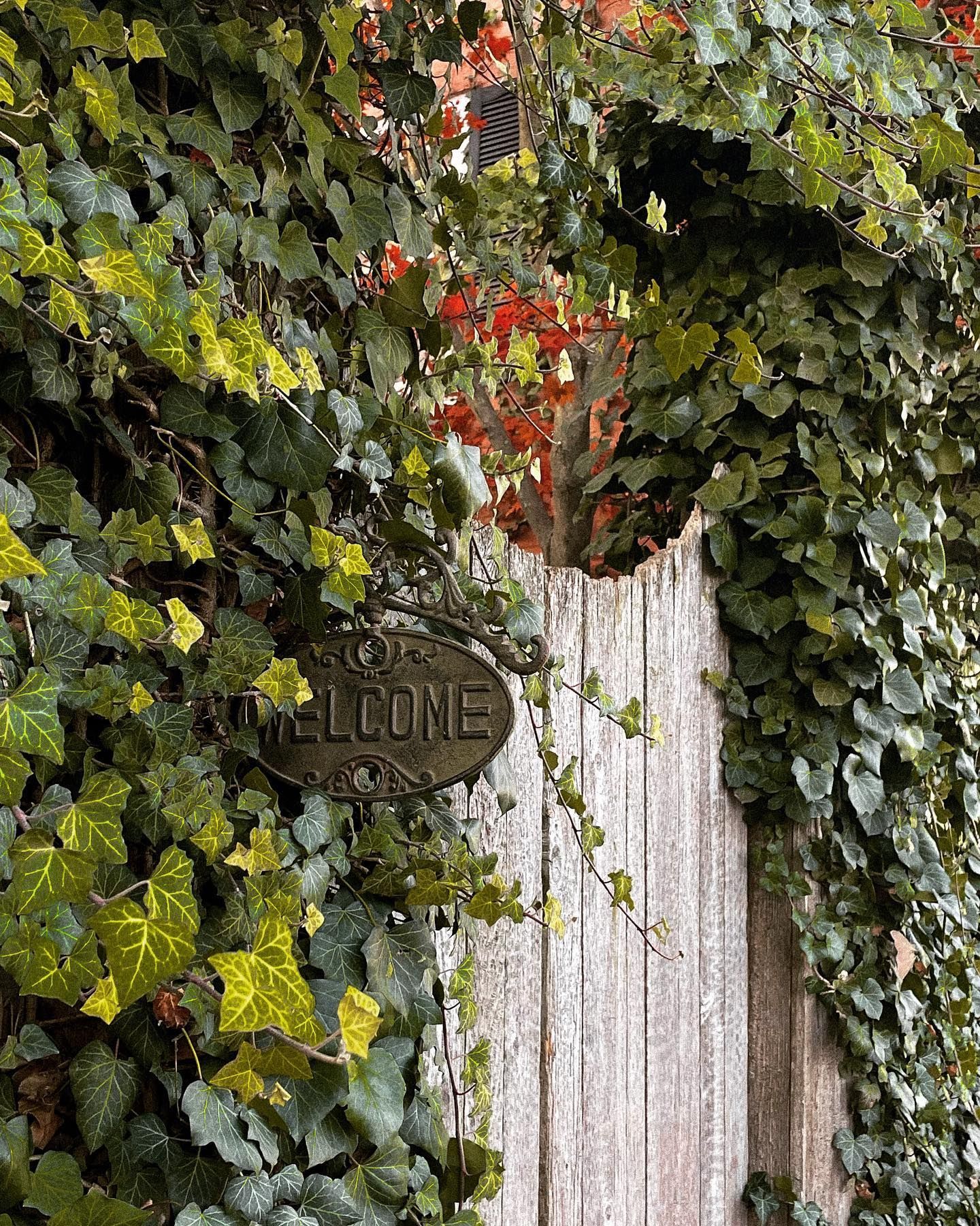 Weathered wooden gate with a