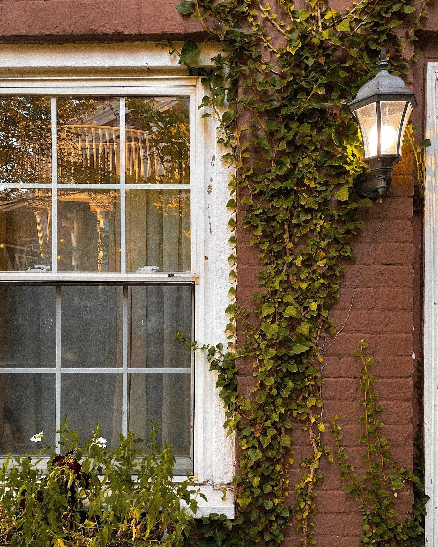 Window with white trim and ivy climbing a red brick wall next to a lit lamp.
