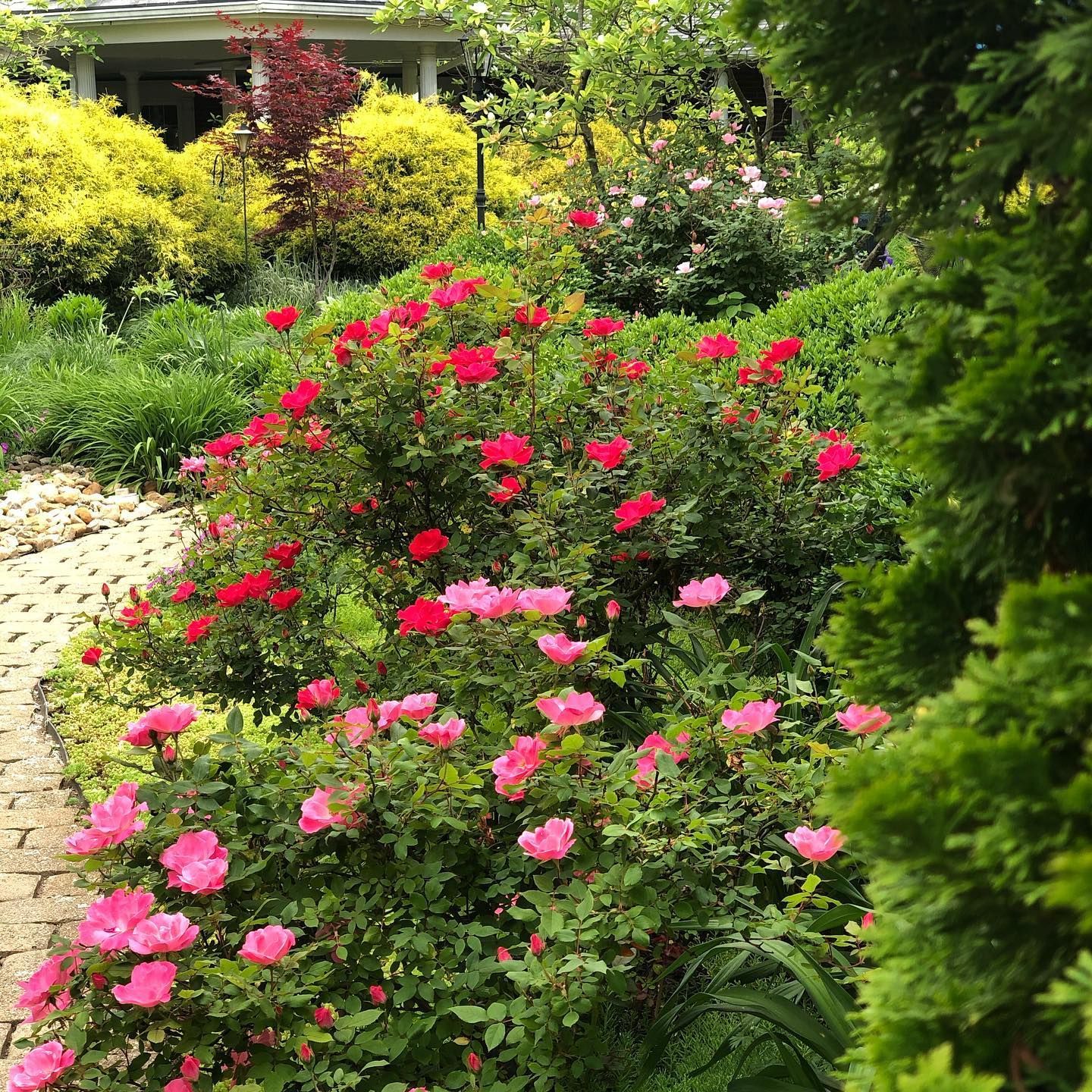 Rose bushes with pink and red flowers line a brick pathway in a lush garden setting.