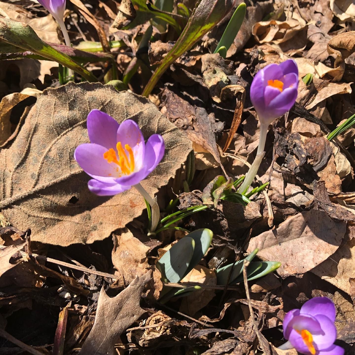 Purple crocus flowers blooming in brown leaves.