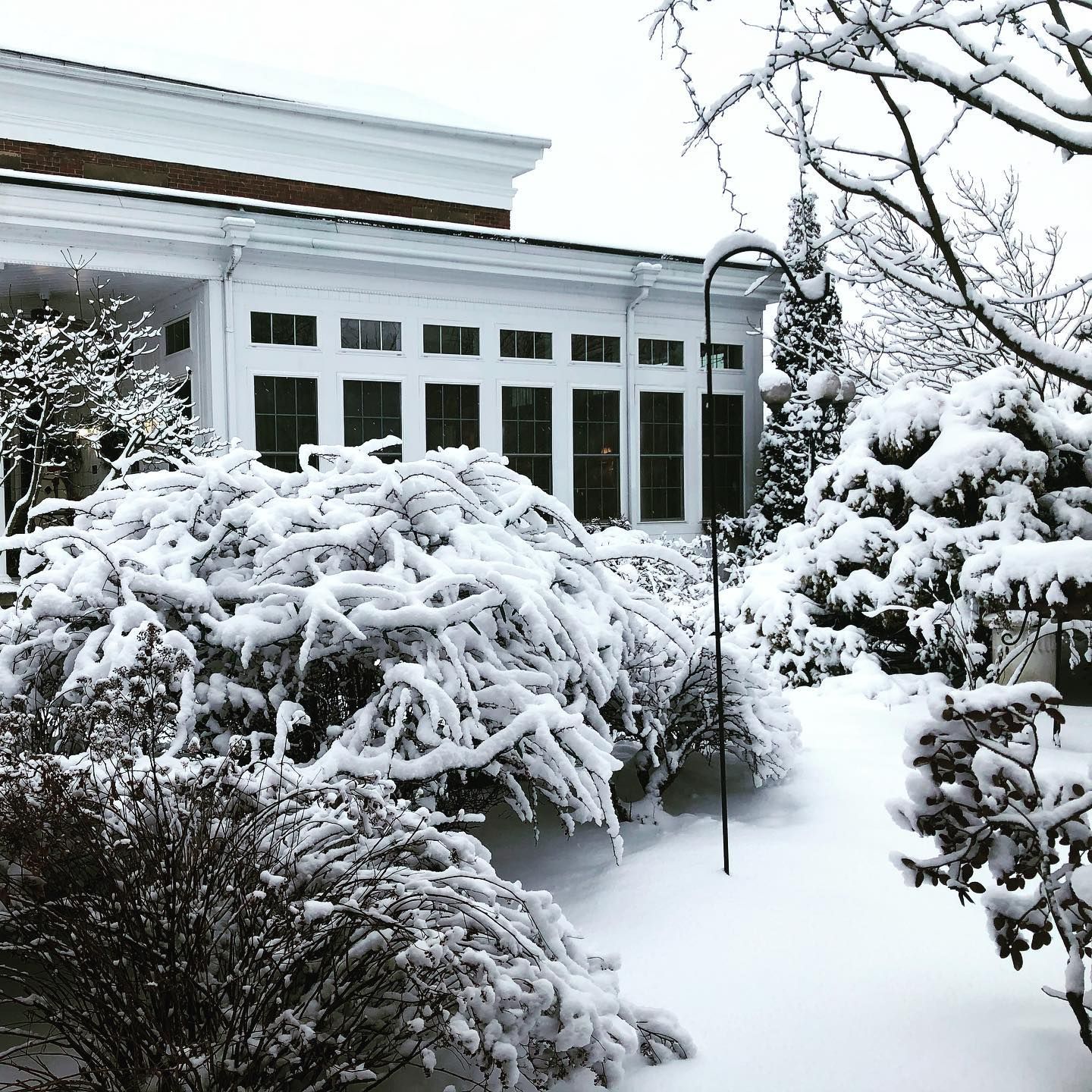 Snow-covered bushes and path lead to a white building with windows. Winter scene.
