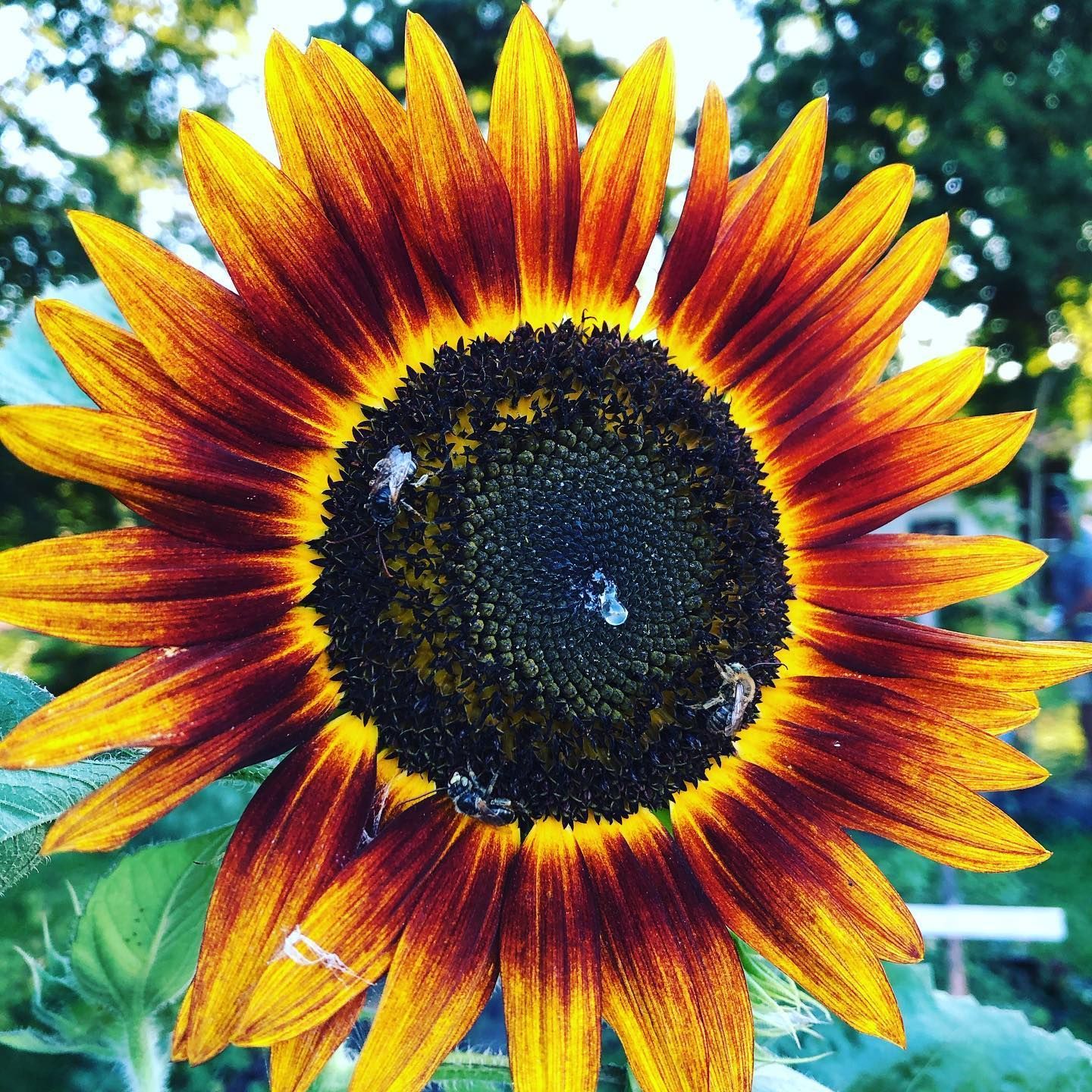 Sunflower with yellow and red petals, center with bees. Green leaves, outdoors.