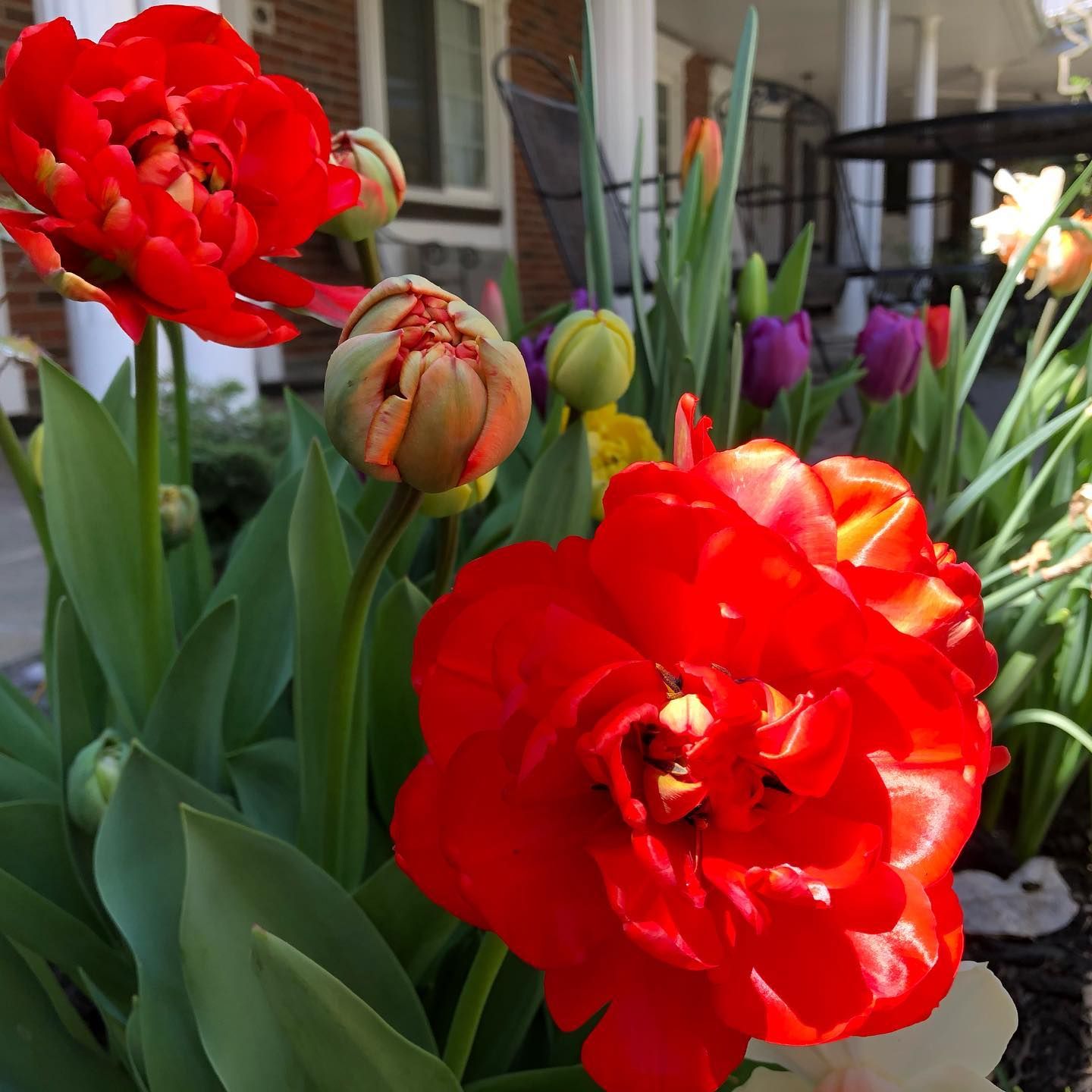 Red and purple tulips in full bloom with green leaves.