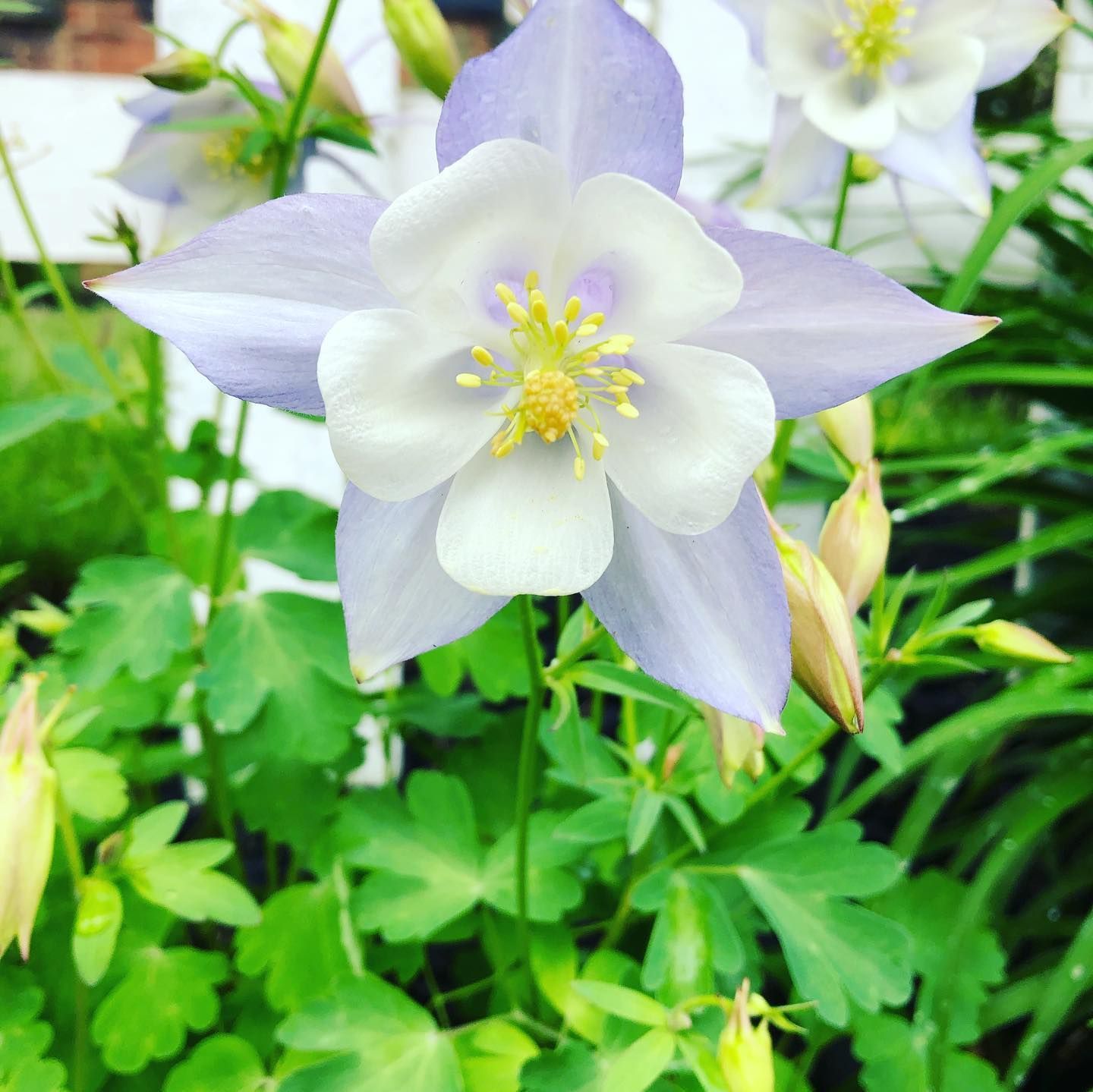 Pale blue and white columbine flower with yellow center, surrounded by green foliage.