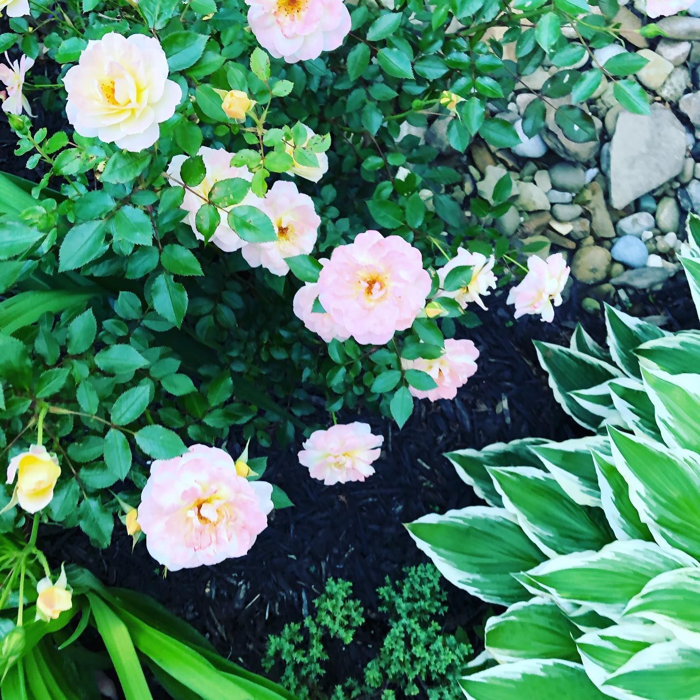 Pink roses in a garden, with green foliage, dark mulch, and a border of rocks and hostas.