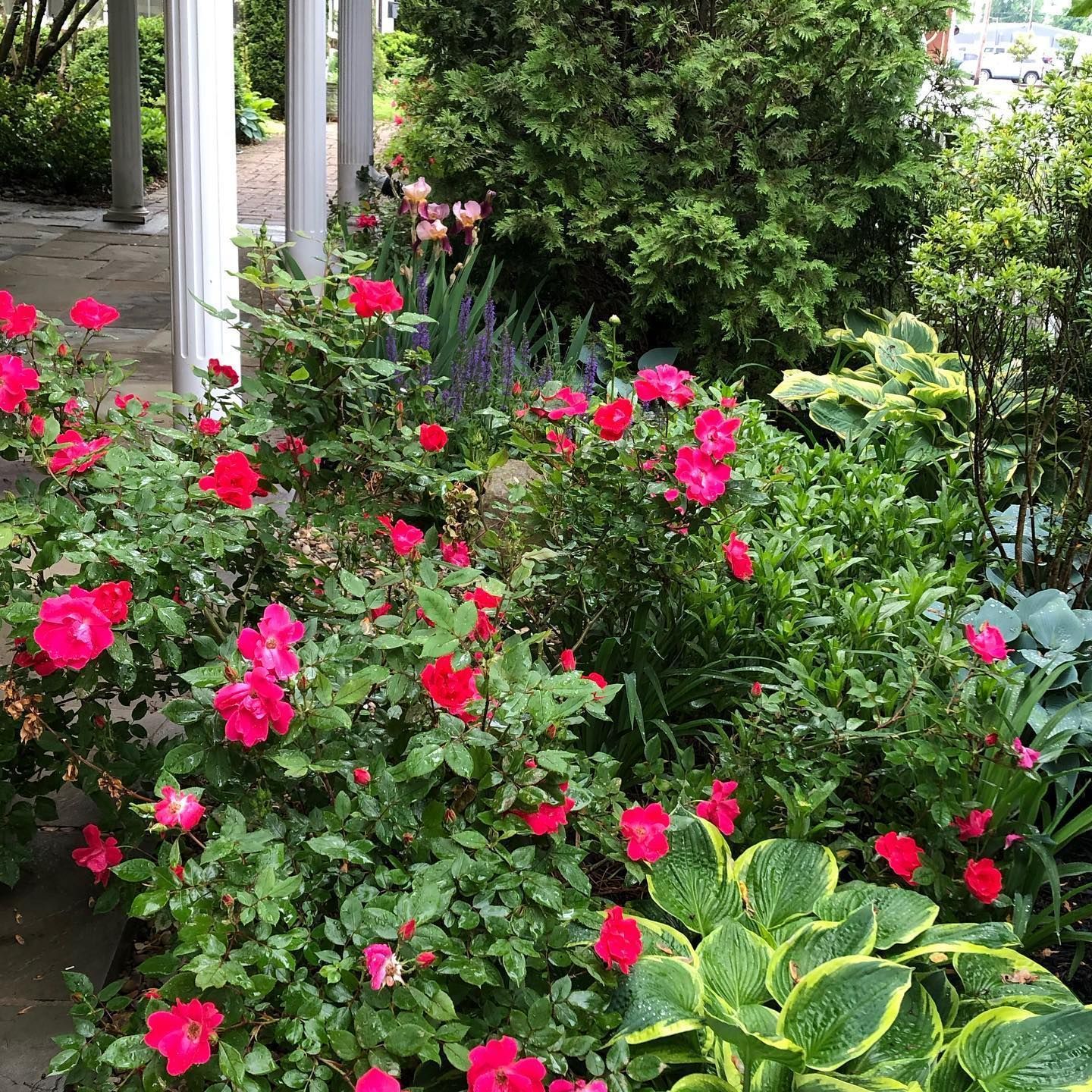 Red roses bloom in a garden bed, with green foliage and a porch in the background.