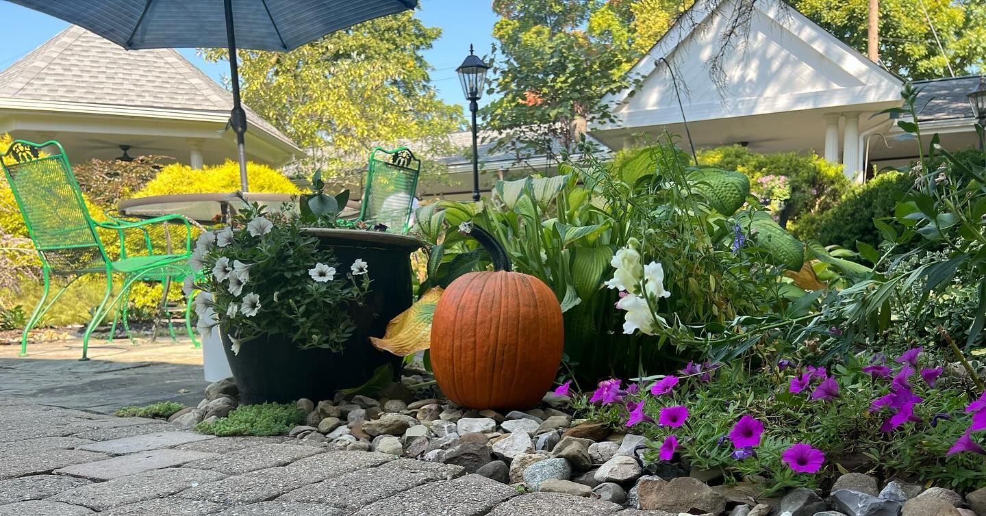 Pumpkin in a garden bed with blooming purple flowers, surrounded by foliage. White gazebo in the background.