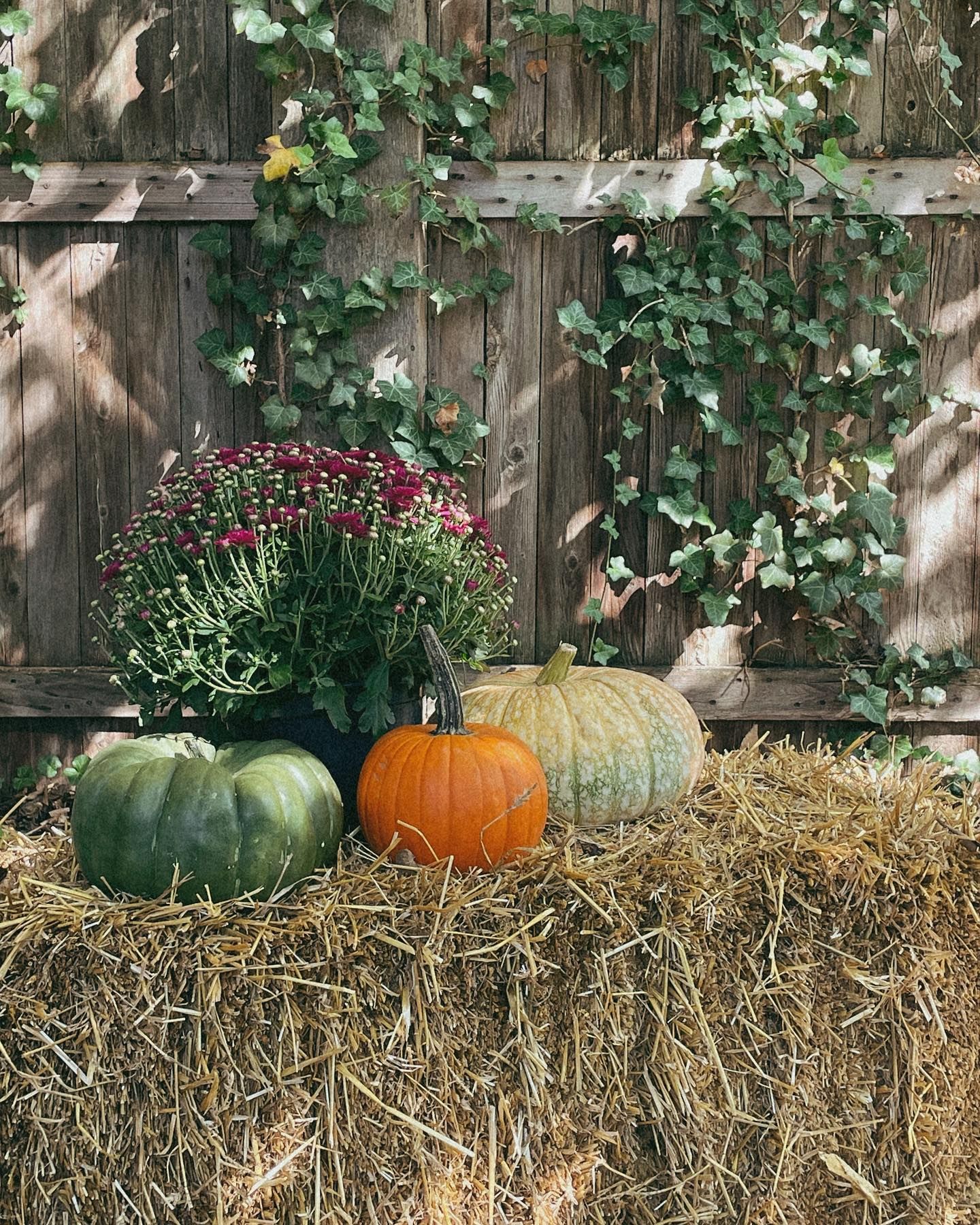 Pumpkins and mums on a hay bale against a wooden fence with vines.