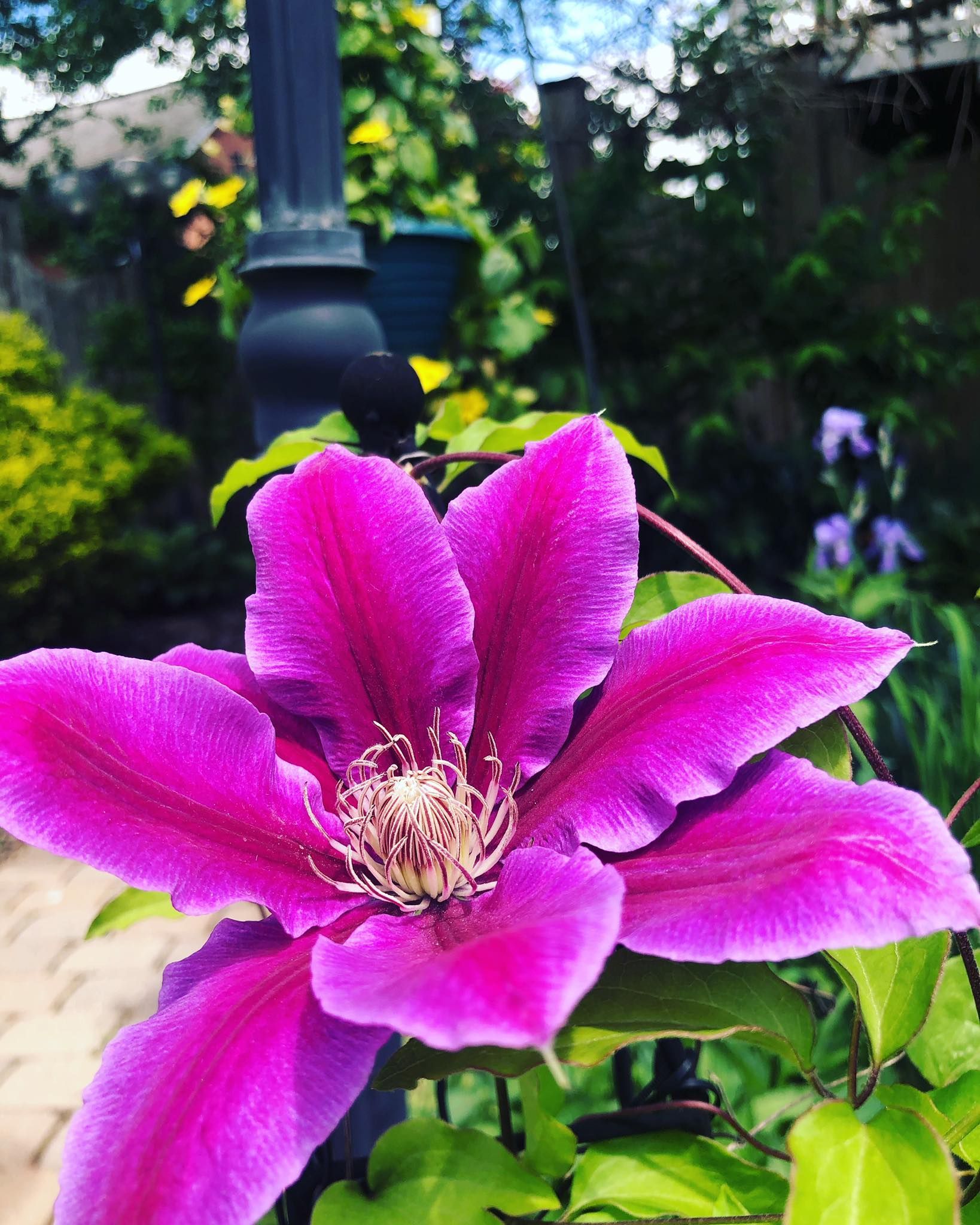 Purple clematis flower blooms in garden, in front of a black post.