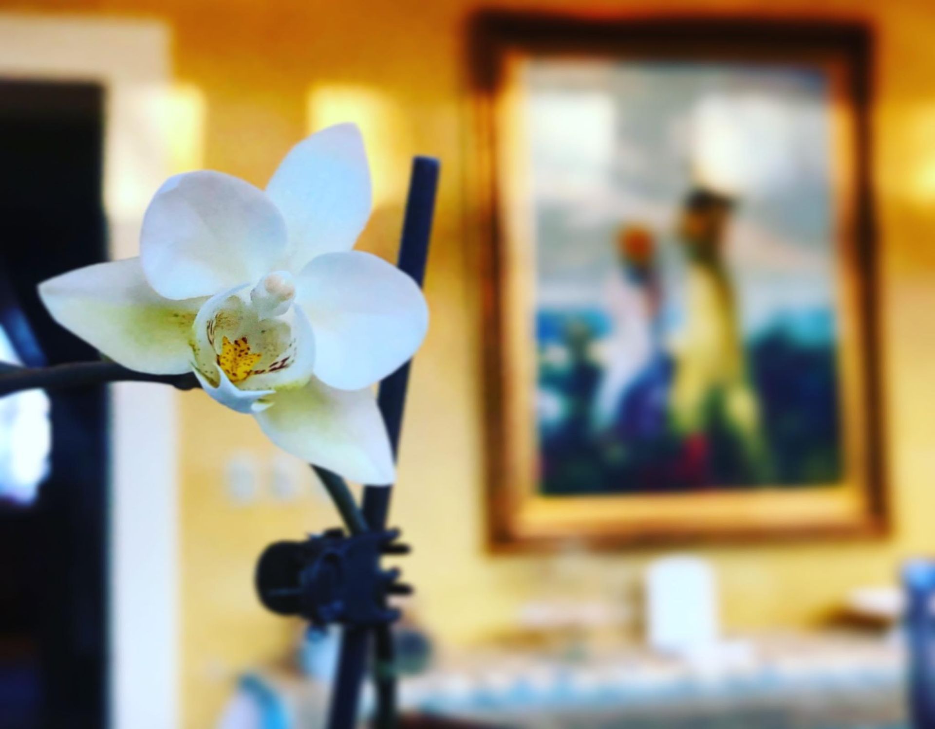 White orchid flower, in focus, in front of a blurred painting and interior.