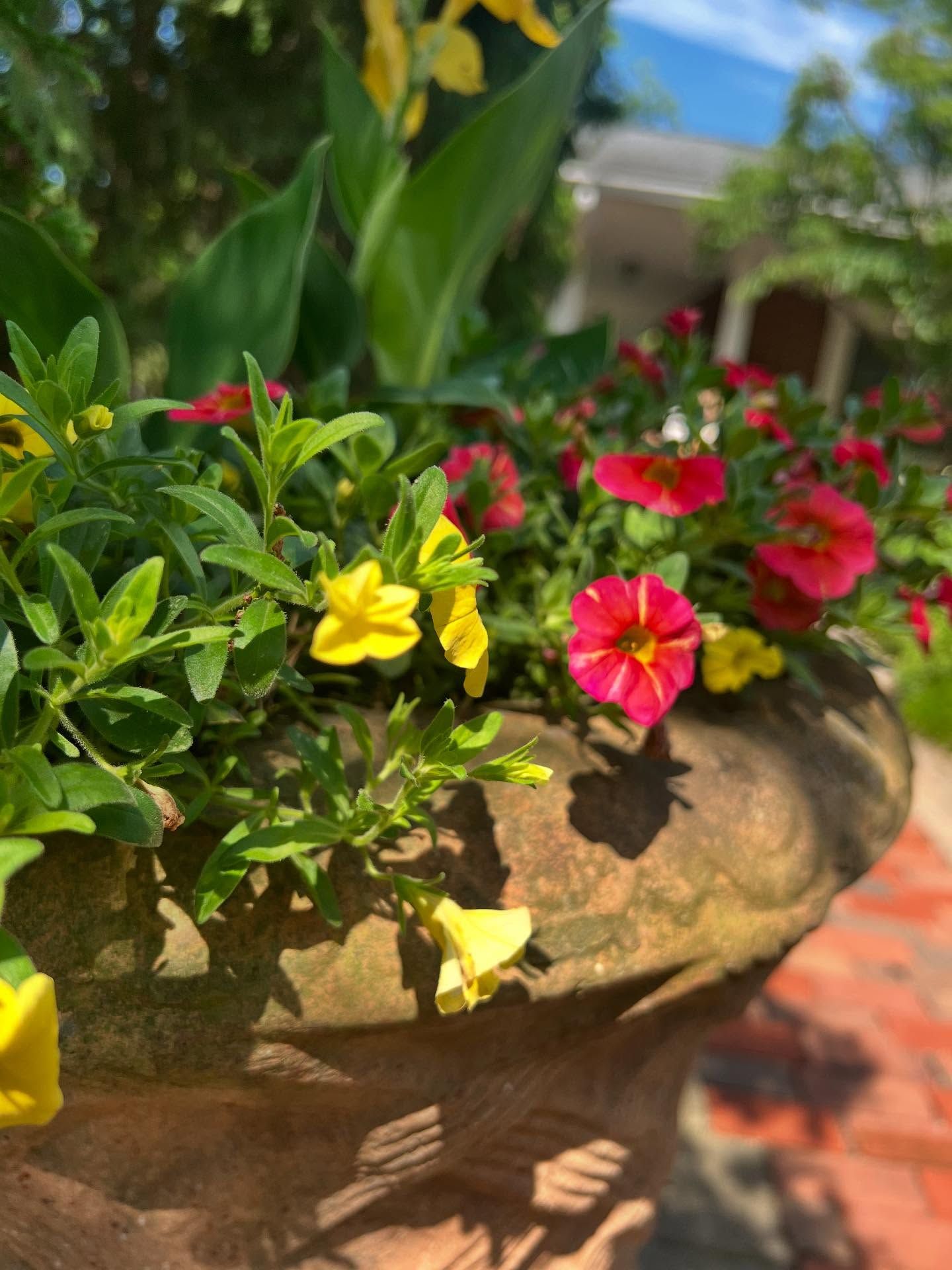 Close-up of a terracotta pot overflowing with colorful flowers: red, pink, and yellow.
