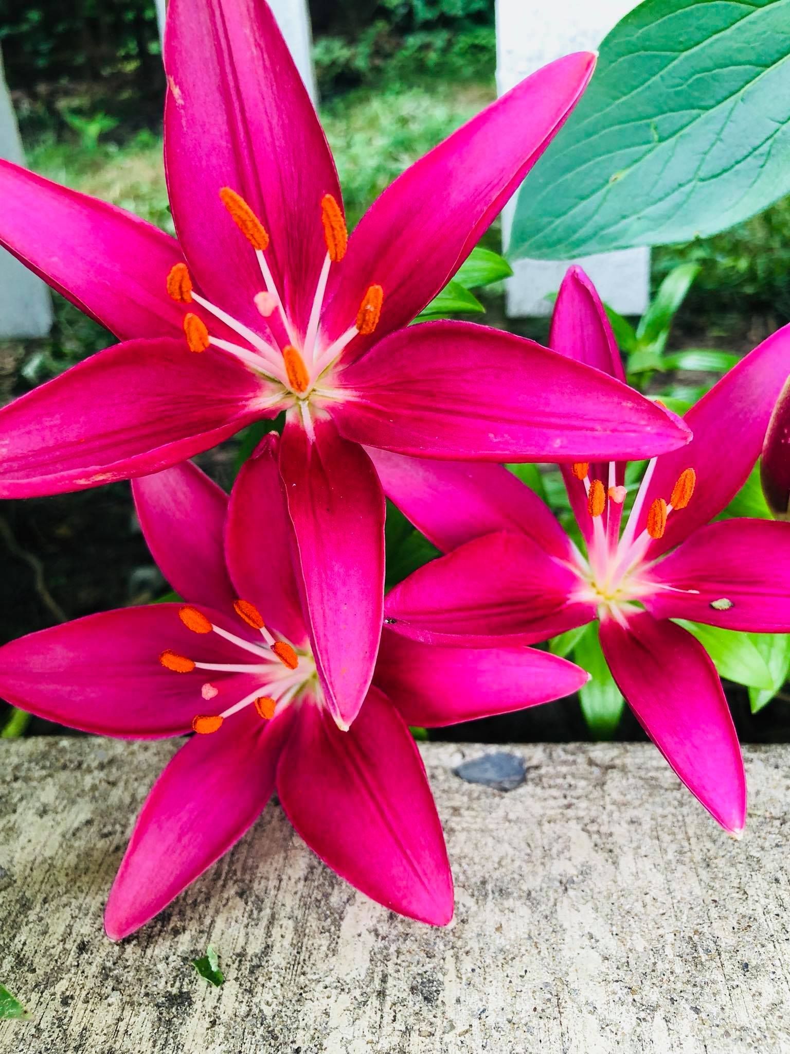 Bright pink lily flowers in full bloom.