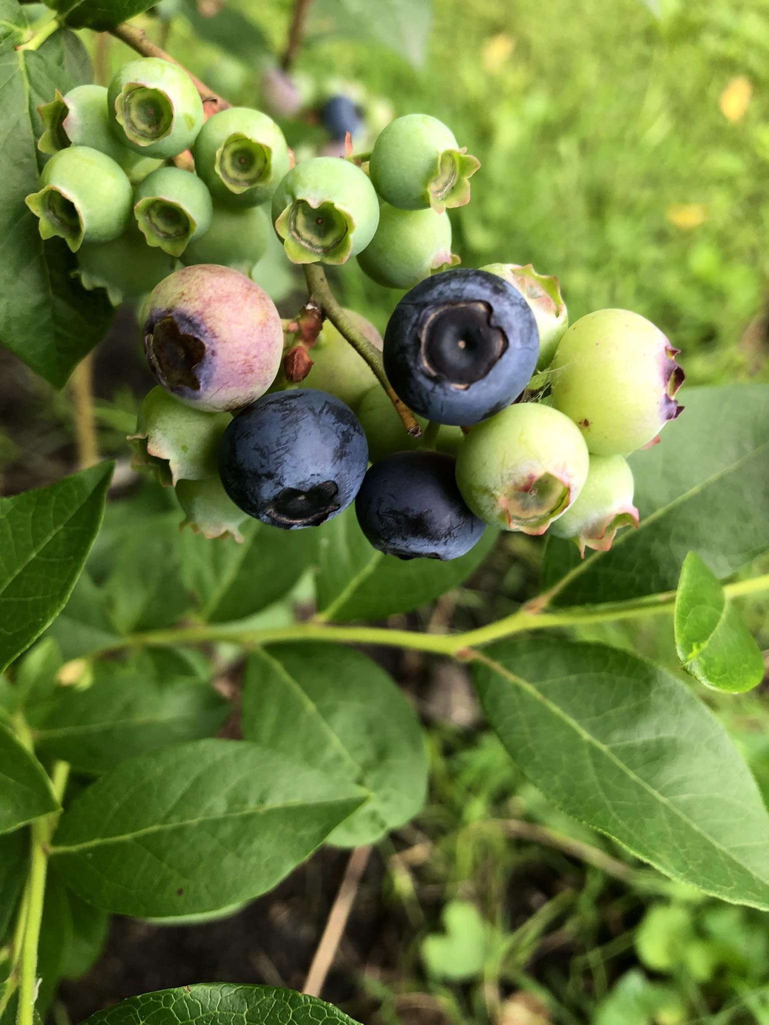 Blueberries ripening on a bush, with green leaves in the background.