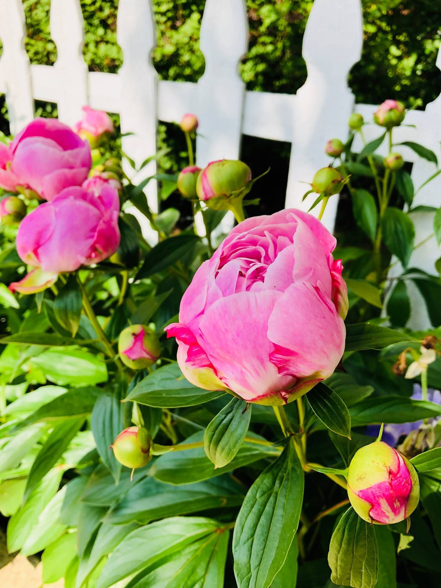 Pink peony flowers blooming in front of a white picket fence, surrounded by green leaves.