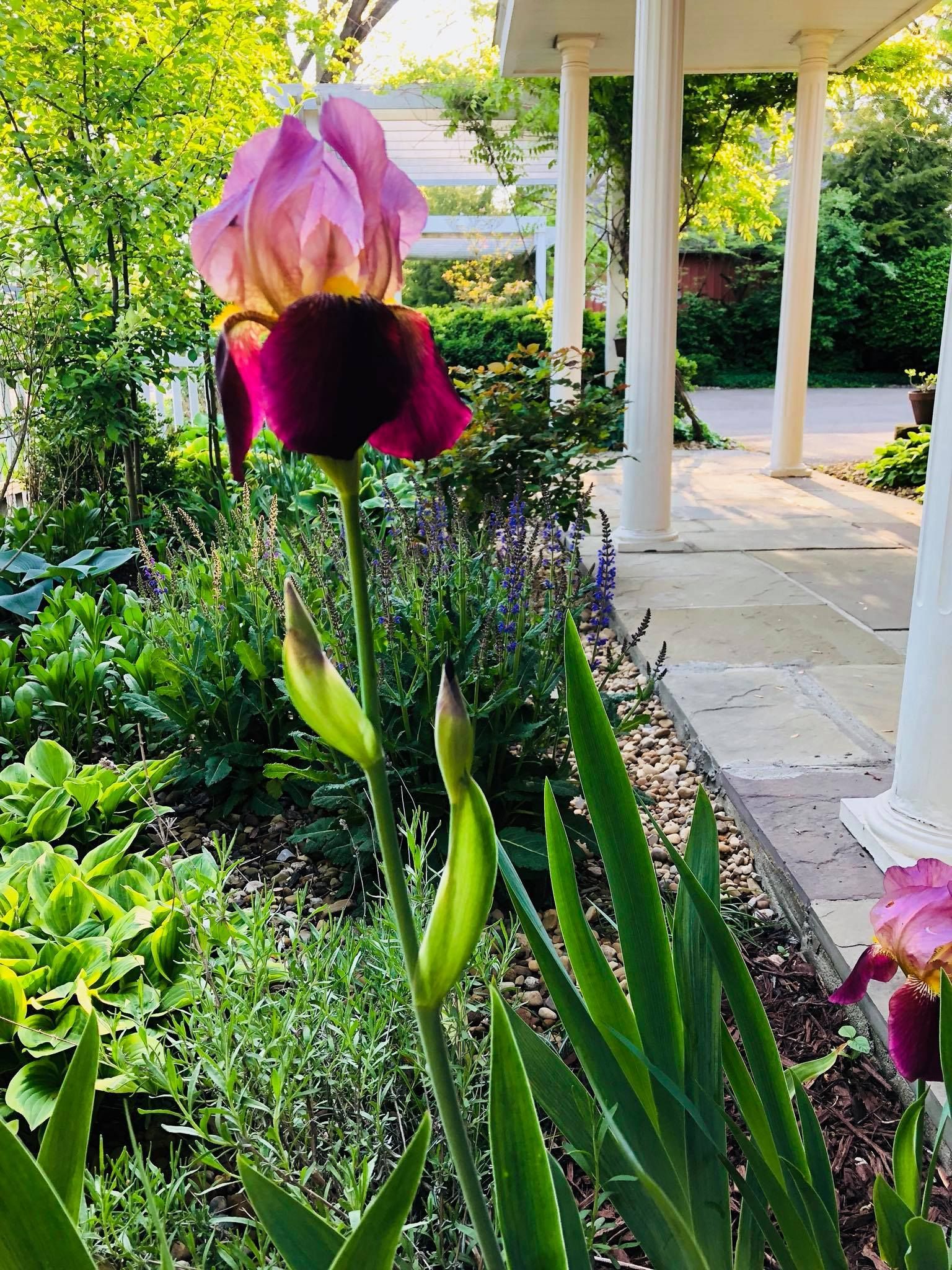 Purple iris flower blooms in a garden, with white columns and greenery in the background.