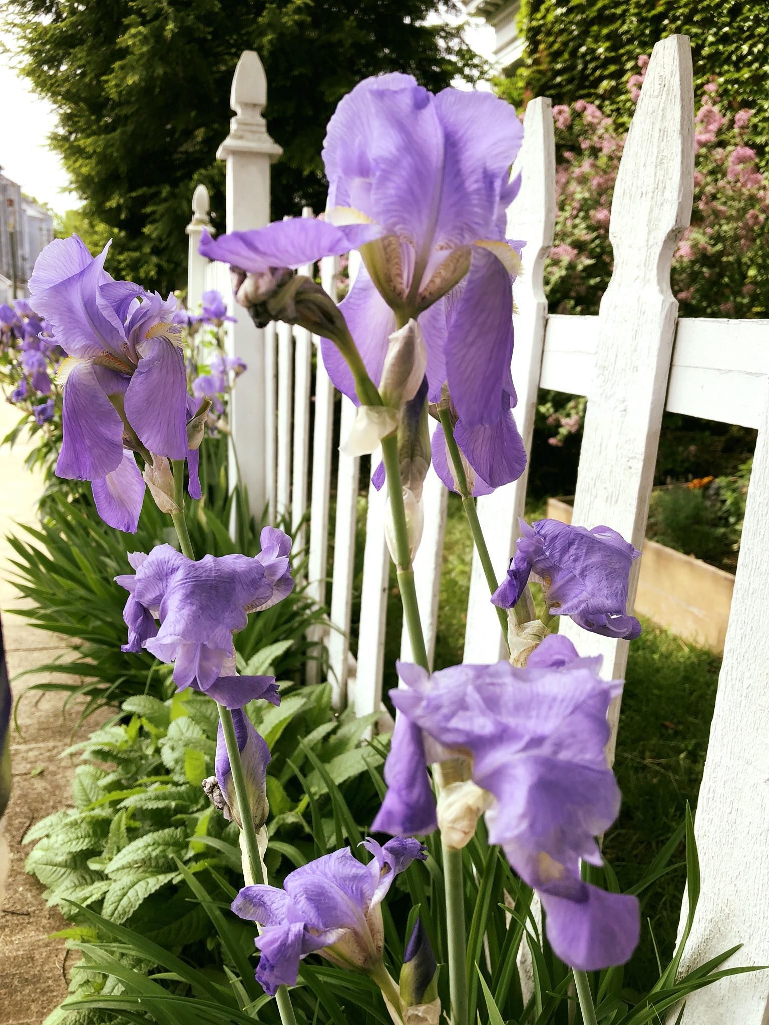 Purple irises bloom by a white picket fence. Green leaves and a sidewalk are visible.