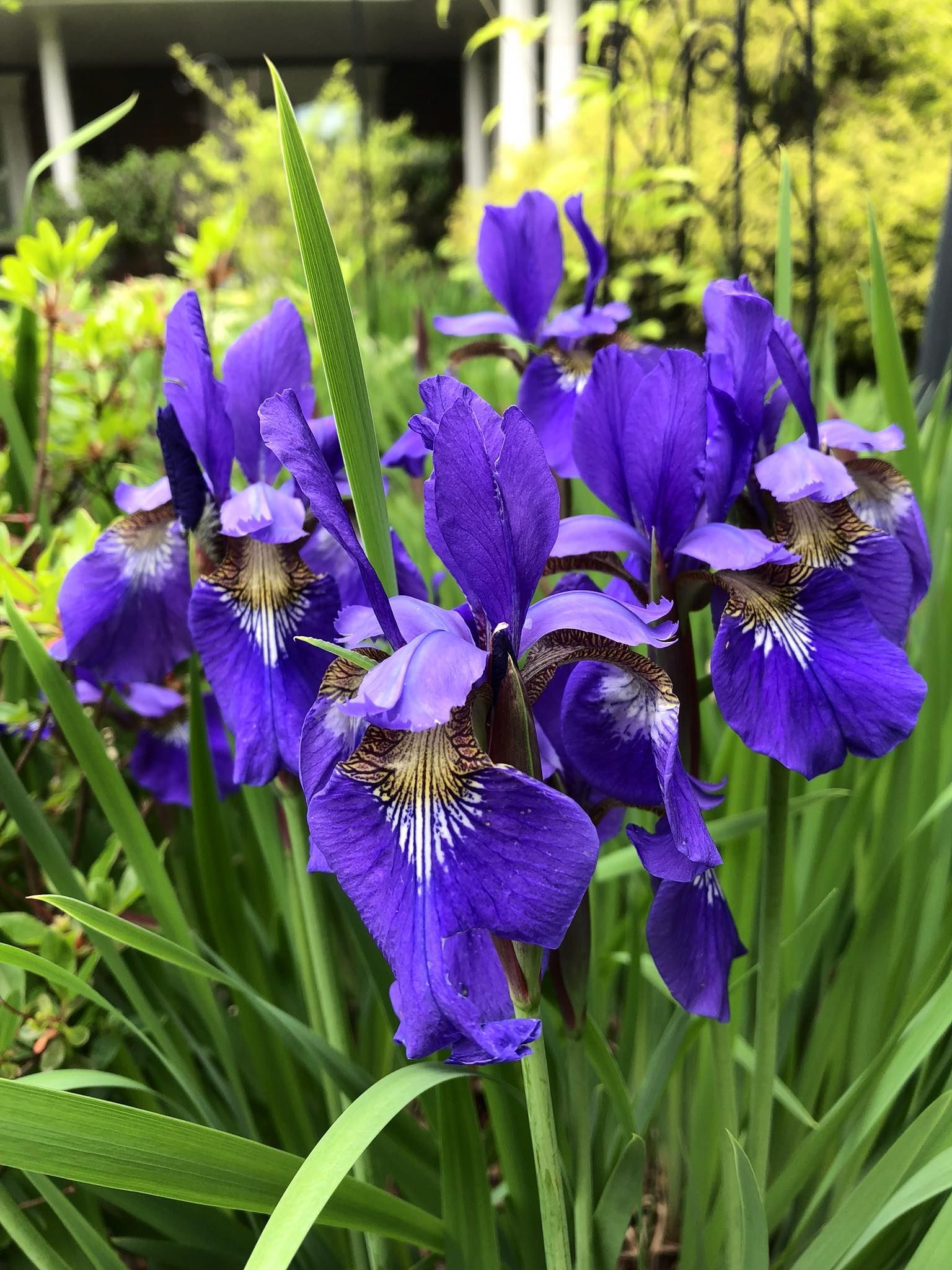 Purple irises with green leaves in a garden setting.