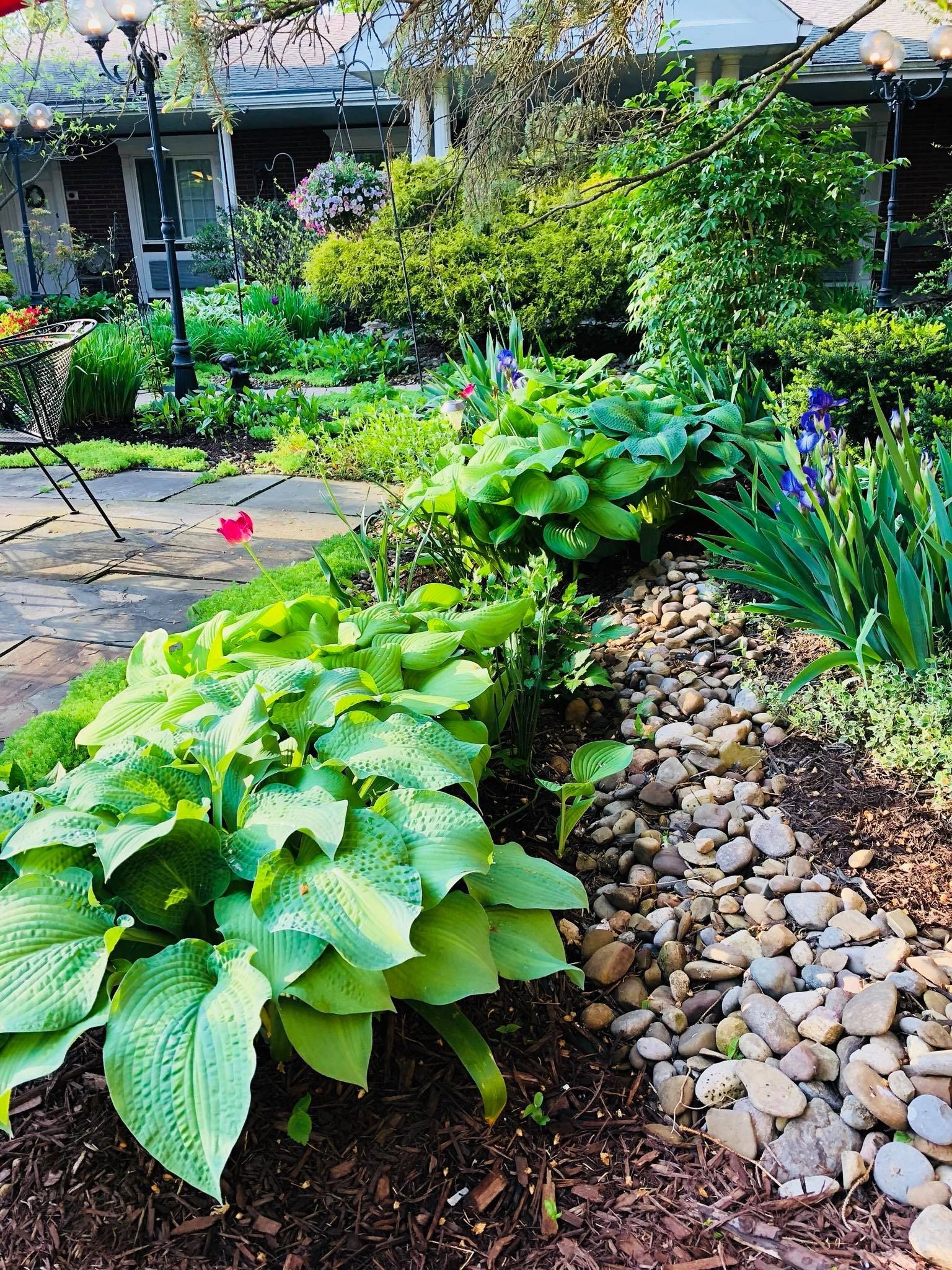 Lush green garden with hostas, shrubs, and flowers. Pathway of rocks and mulch alongside plants.