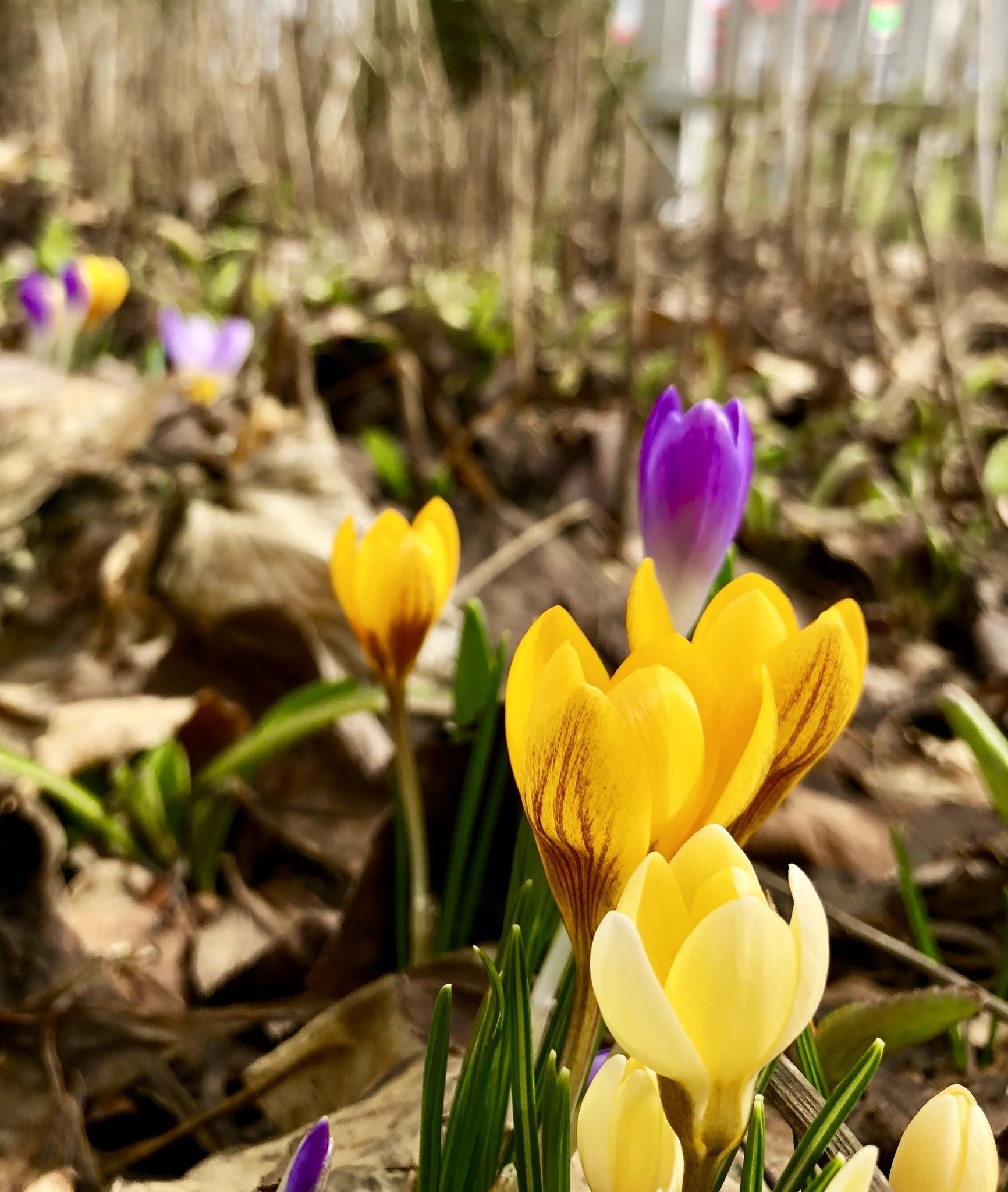 Yellow and purple crocuses blooming in a bed of brown leaves.