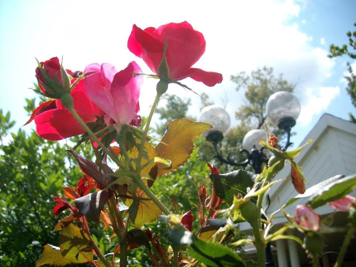 Red and pink roses in bloom, with buds, set against a cloudy sky and a white house.