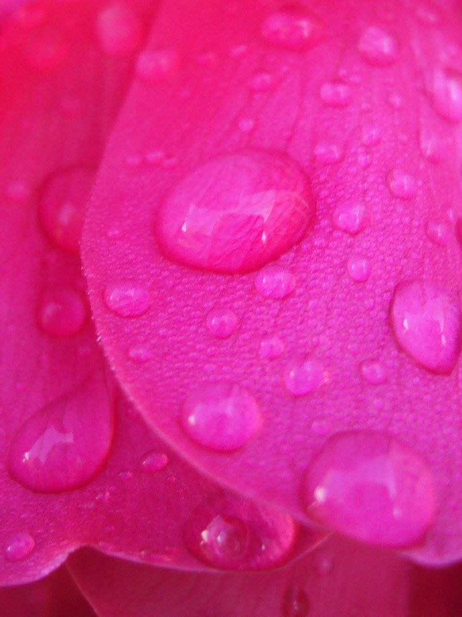 Pink rose petals with water droplets.