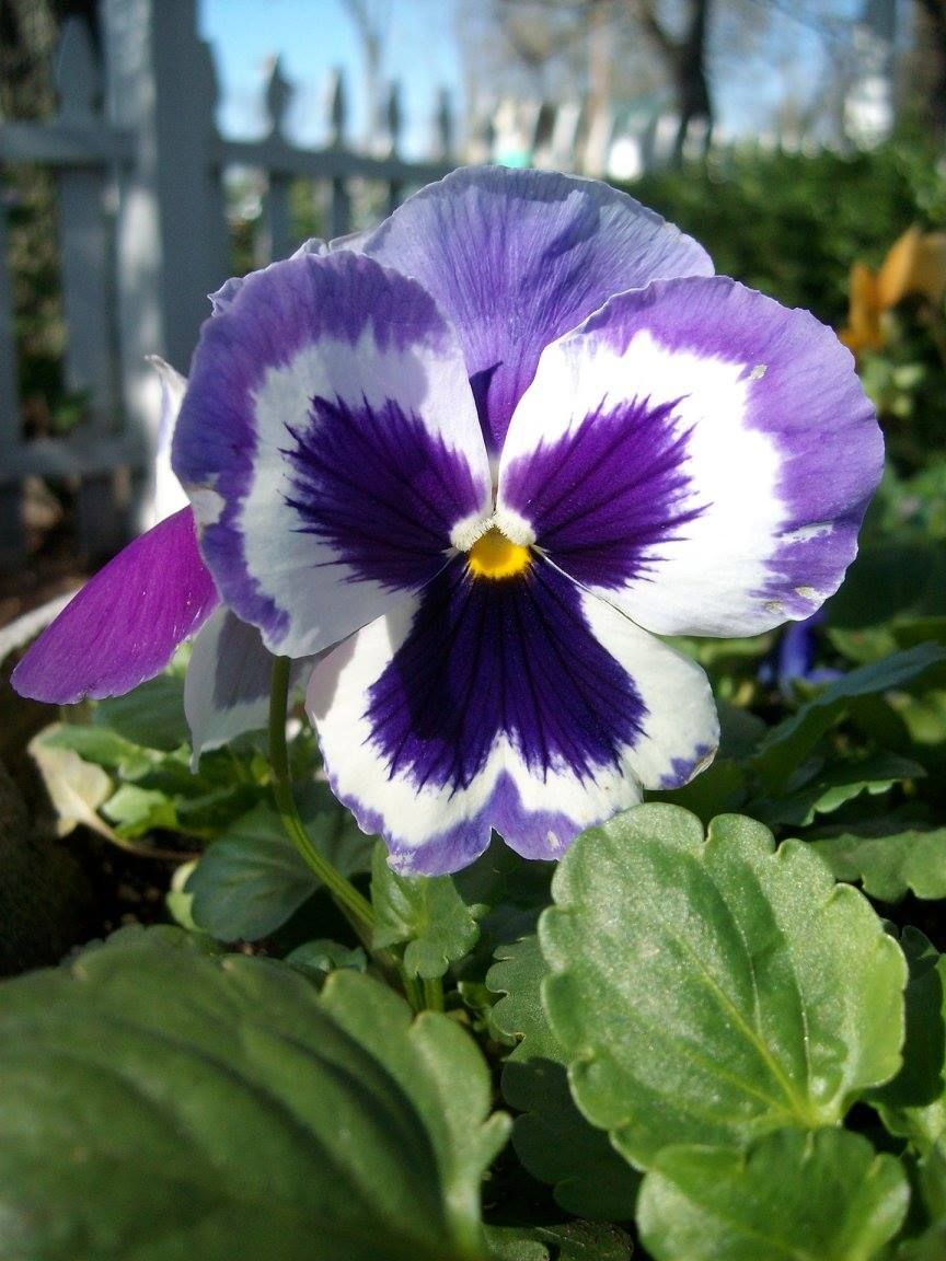 Purple and white pansy flower, green leaves, sunny garden setting.