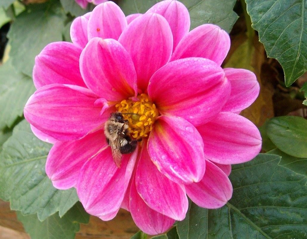Bright pink dahlia with a bee gathering nectar; green foliage in the background.