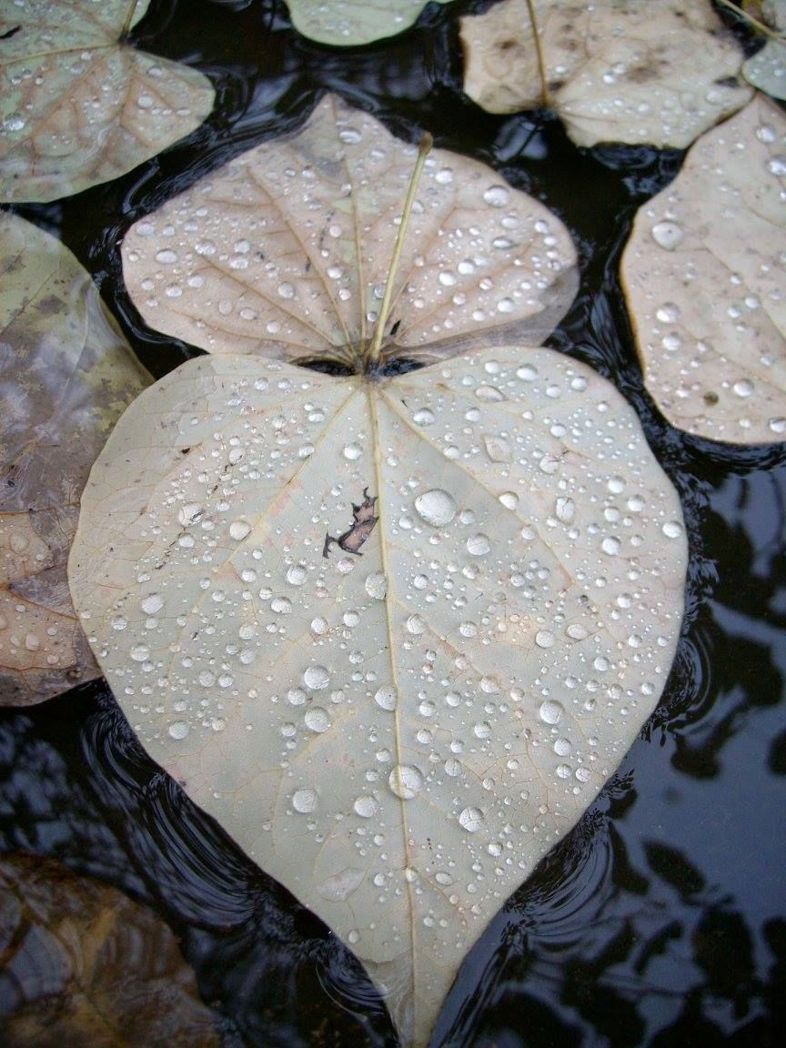 Heart-shaped light-colored leaves floating on dark water, covered in water droplets.