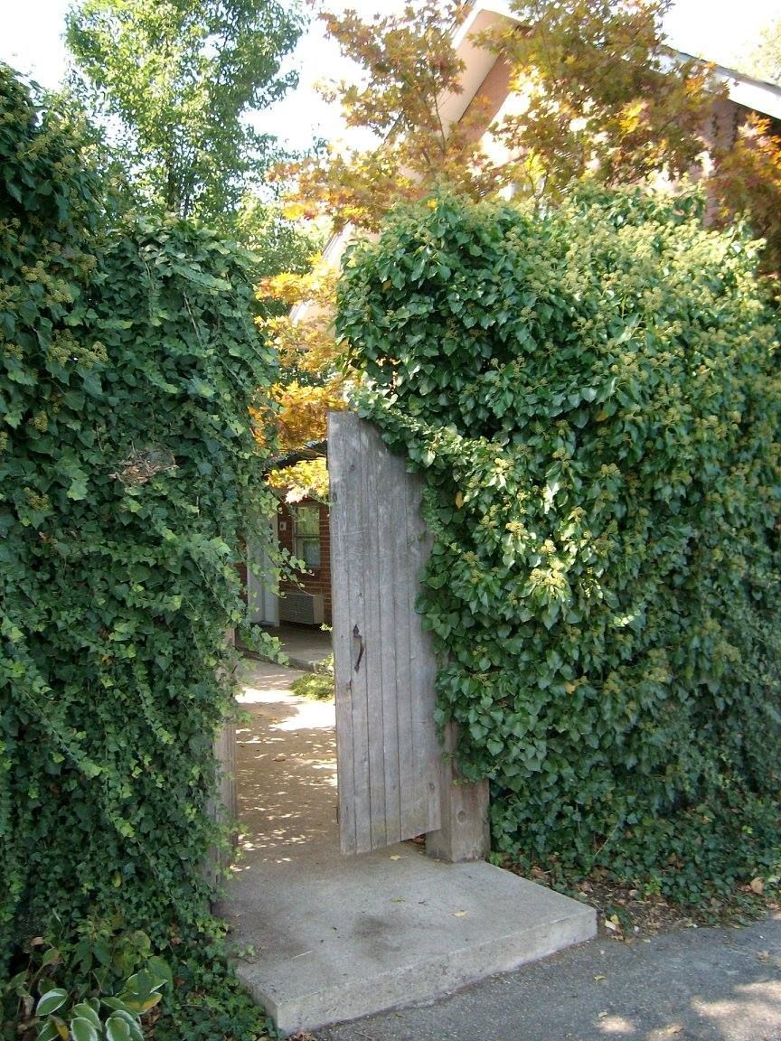 Stone path leading to wooden gate, framed by walls of green ivy.