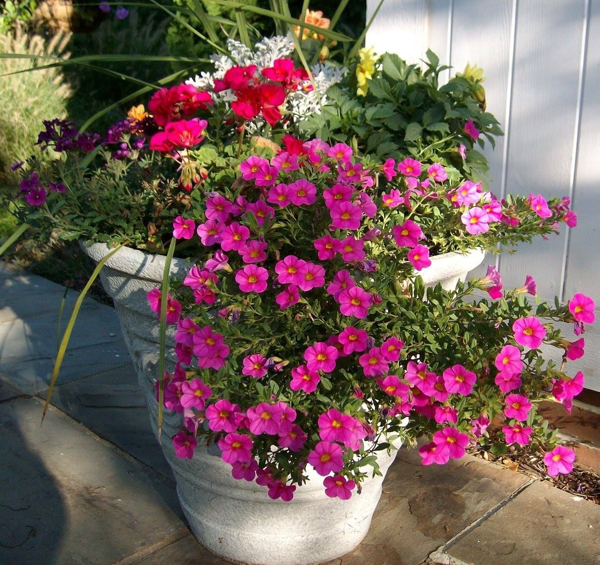 Potted flowers in shades of pink, red, and yellow overflowing from a white planter, outdoors.
