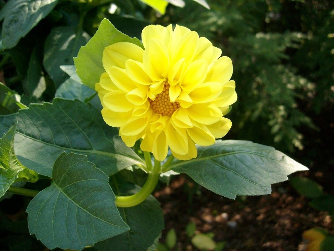 Yellow dahlia flower in full bloom, surrounded by green leaves, against a blurred background.
