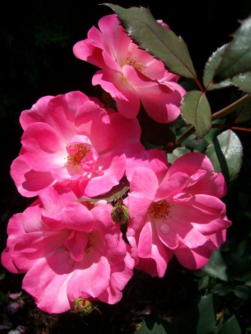 Pink roses blooming against a dark background, some with visible centers and green leaves.