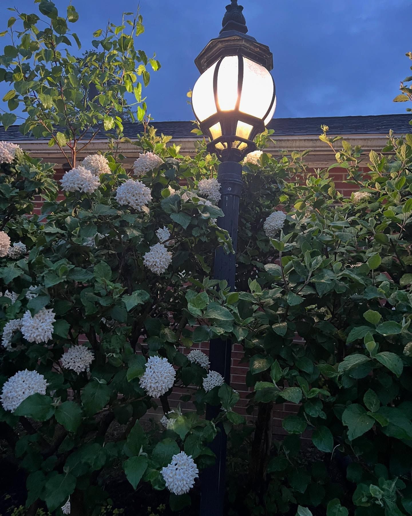 A lit lamppost surrounded by white flowers and green foliage, against a brick wall and a twilight sky.