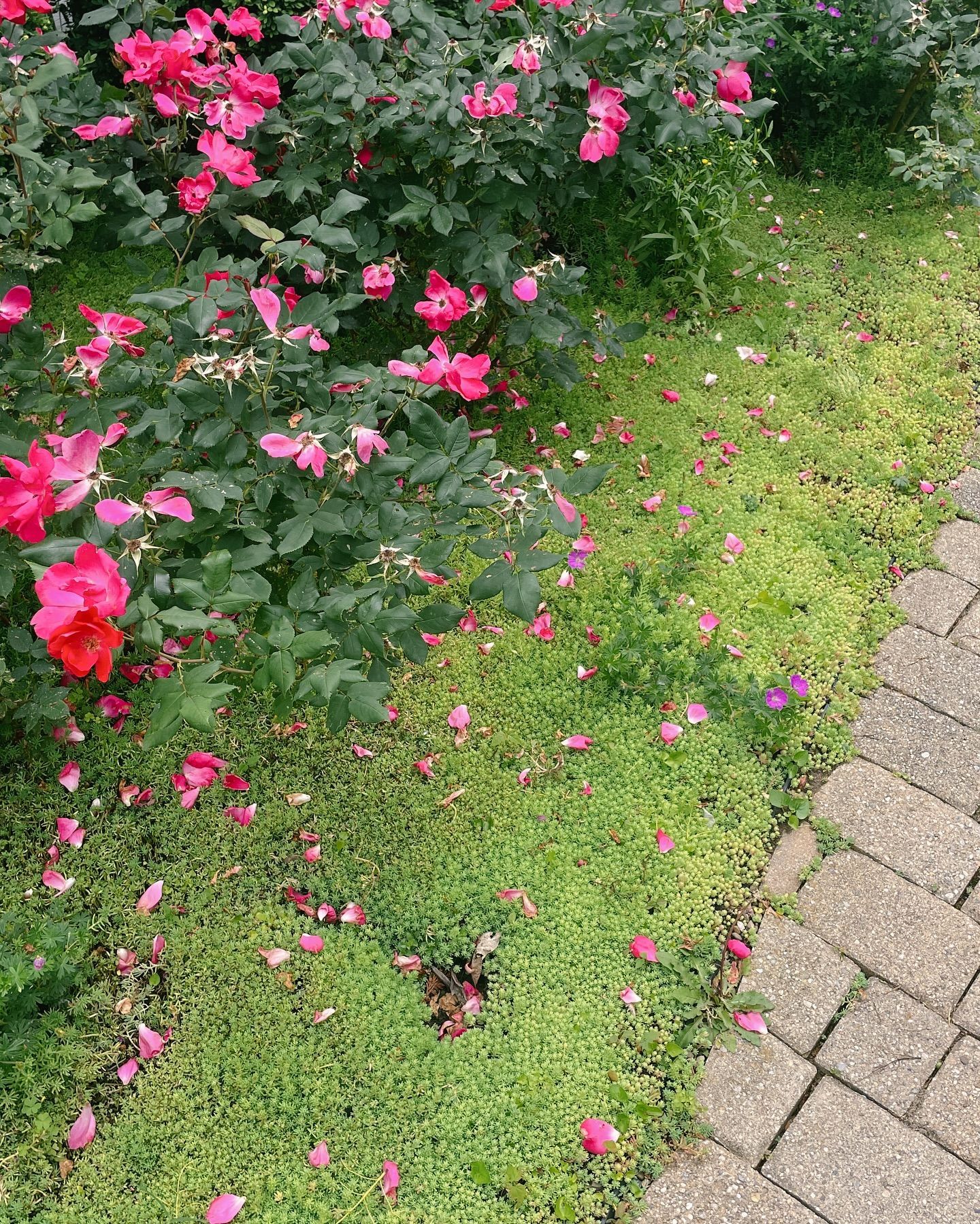 Pink roses in bloom next to a brick pathway, with fallen petals on the green ground.