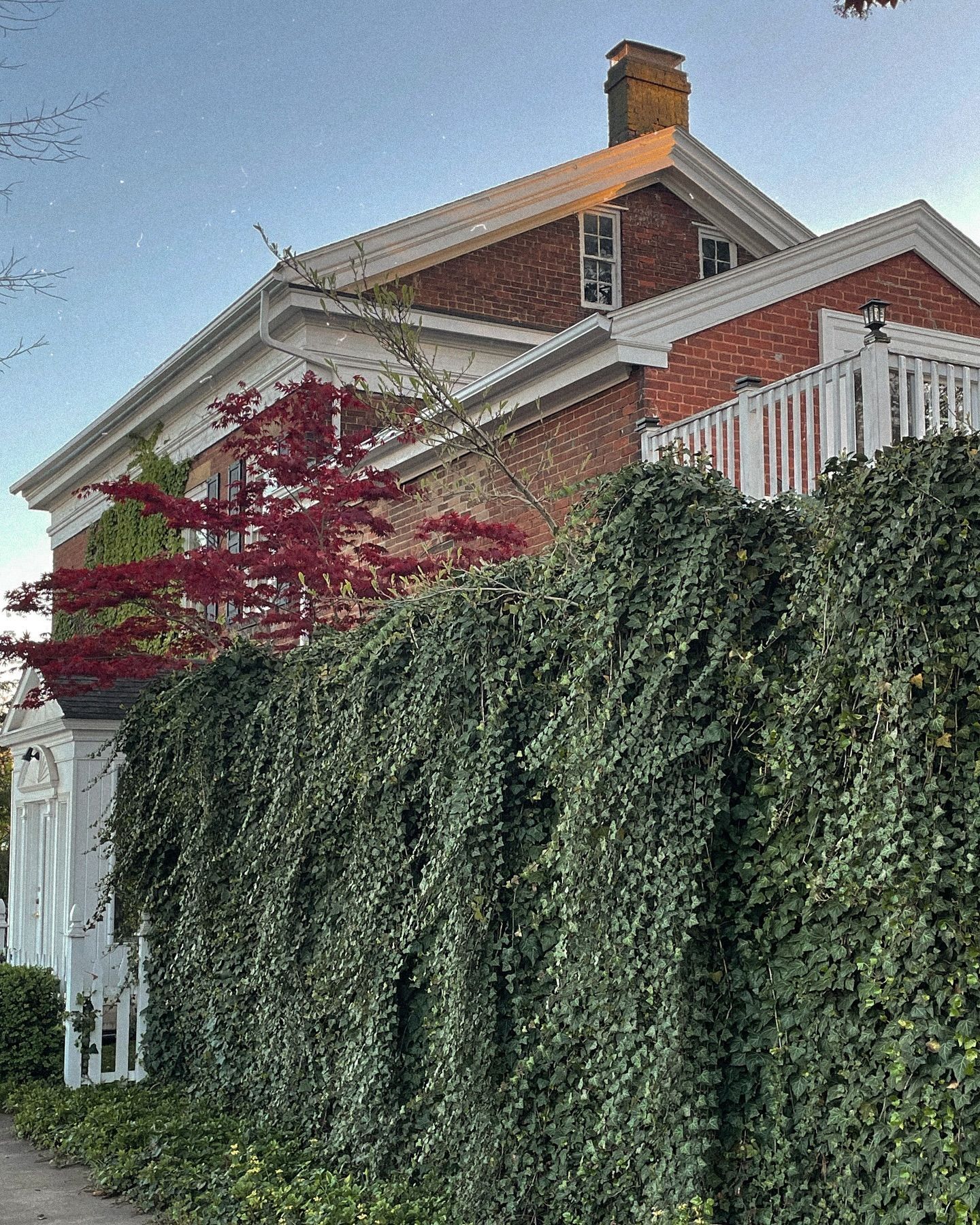Brick house with white trim and a wall of ivy. A red tree and clear sky are visible.